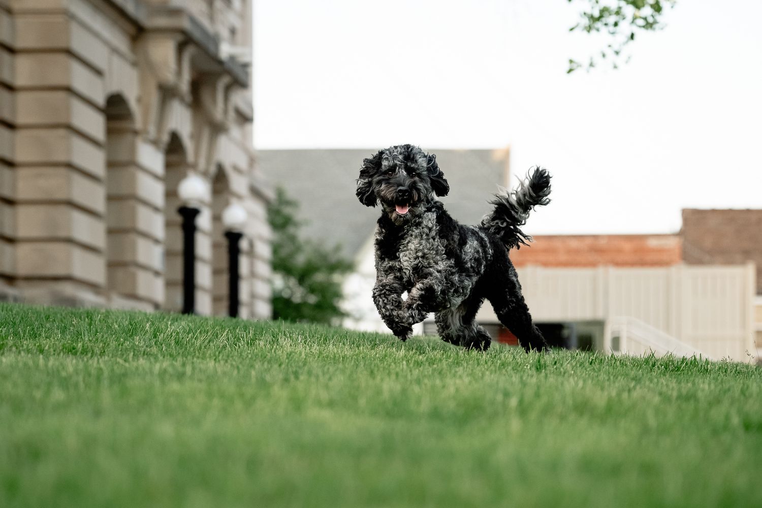 A black bernedoodle/labradoodle mix dog runs energetically across green grass near a grand stone building during Danville dog photo session.
