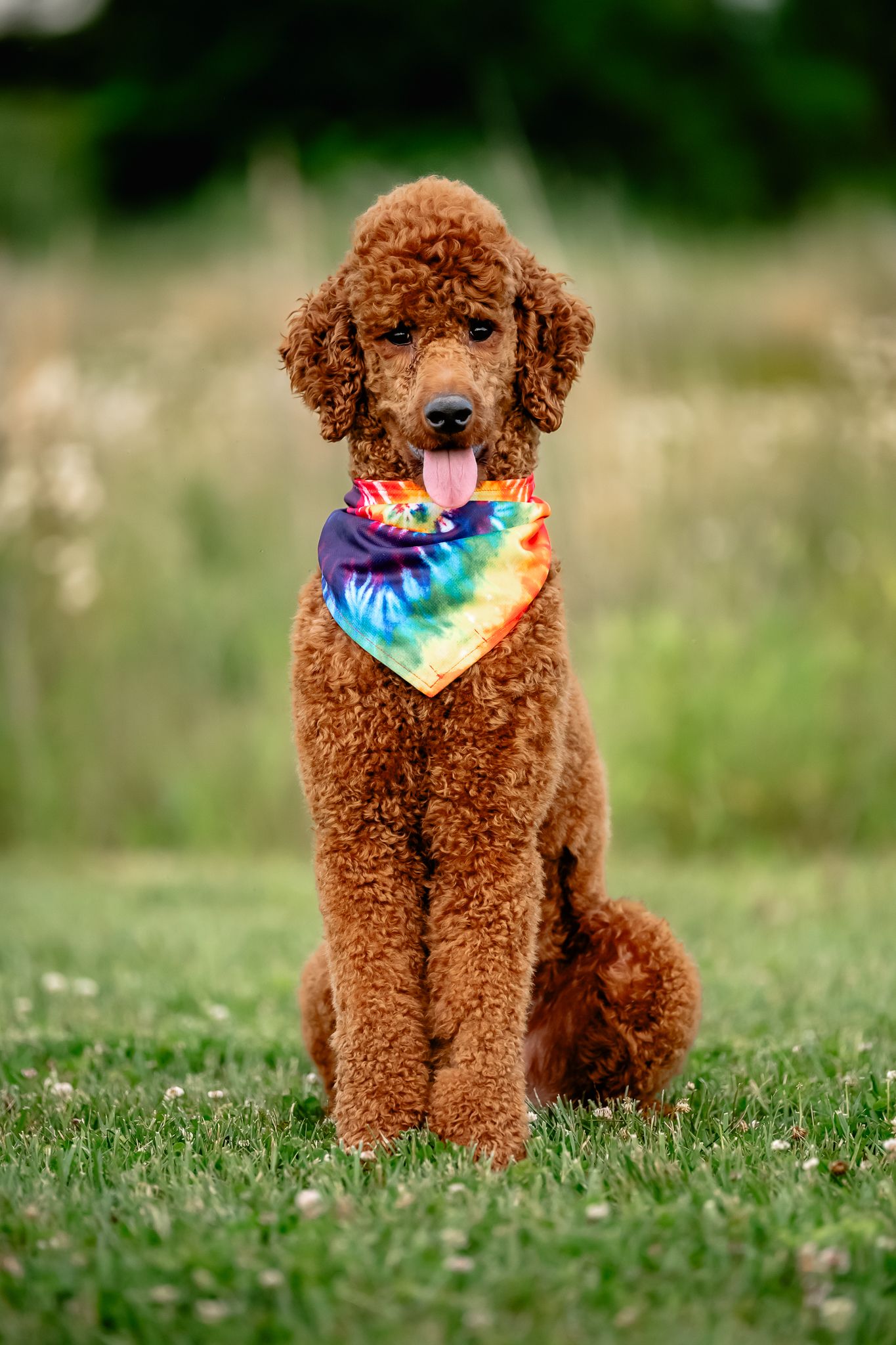 A fluffy red standard poodle wearing a colorful tie-dye bandana sits on green grass with tongue out.