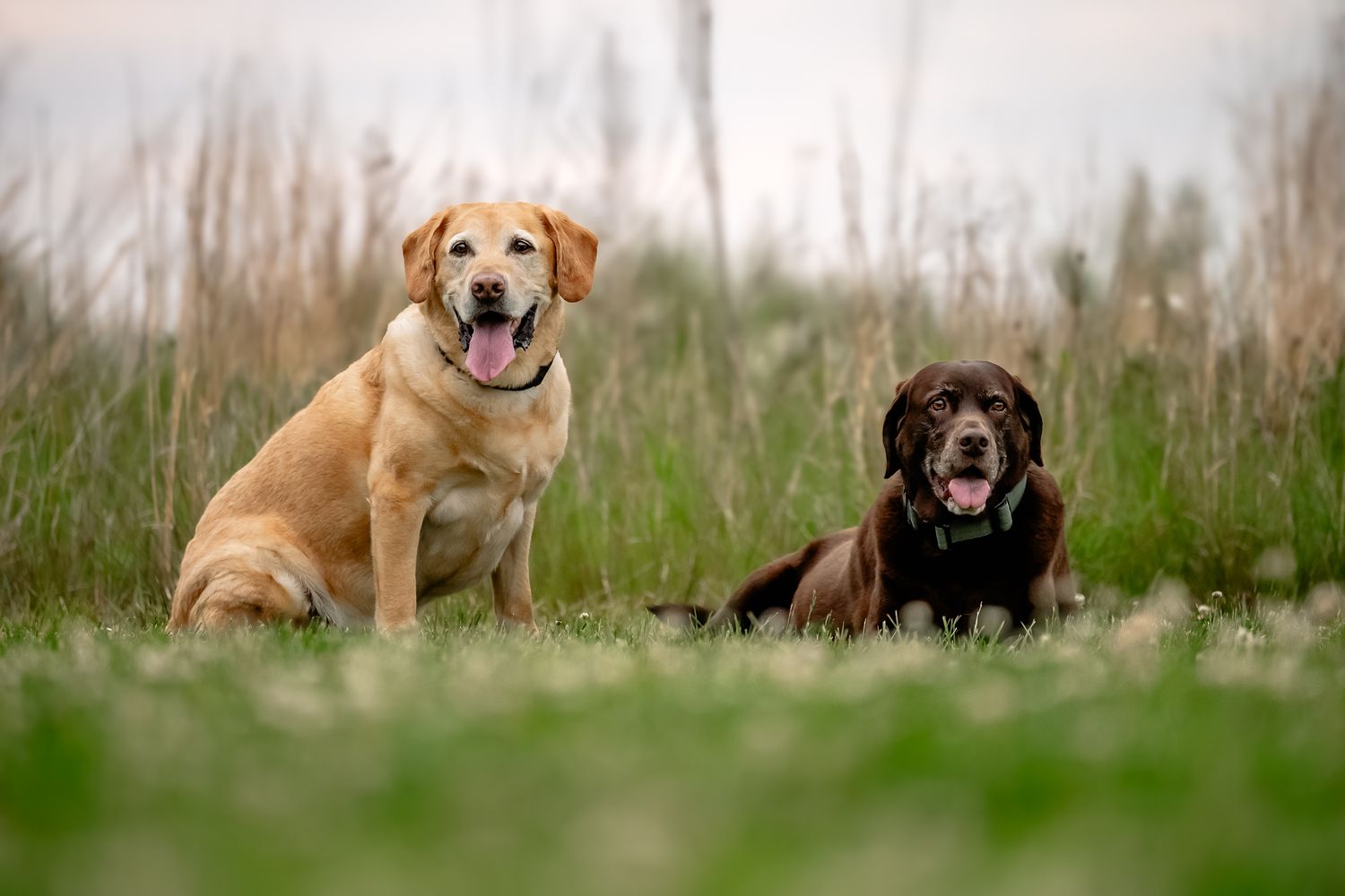Two Labrador Retrievers, one yellow and one chocolate, sitting together in a lush green field.