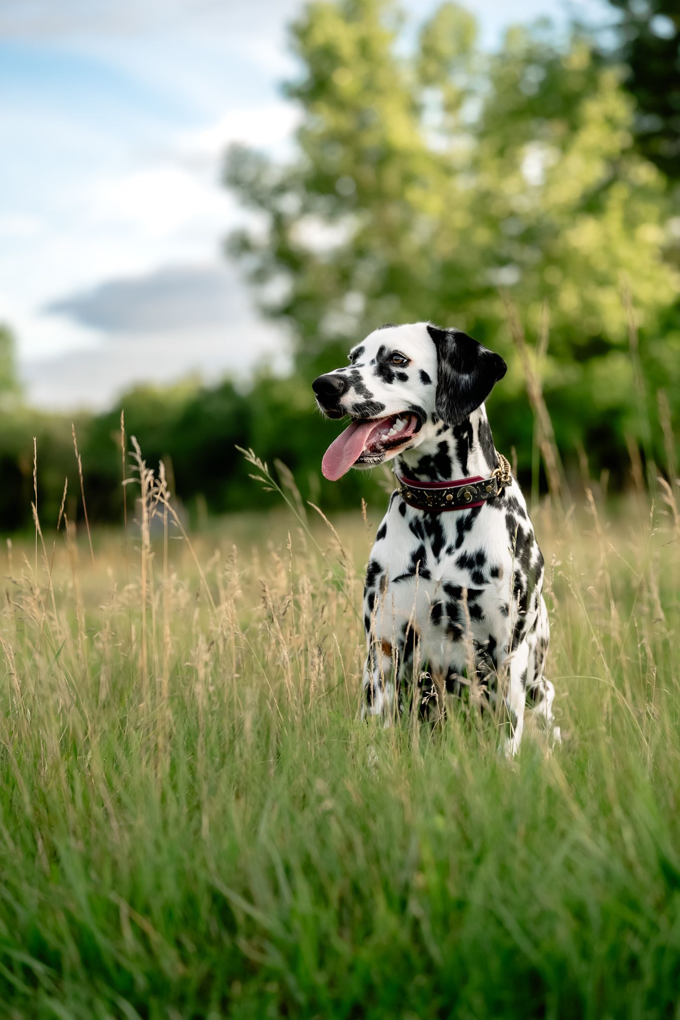 A happy Dalmatian dog sitting in tall green grass with tongue out, wearing a red collar, with trees in the background.