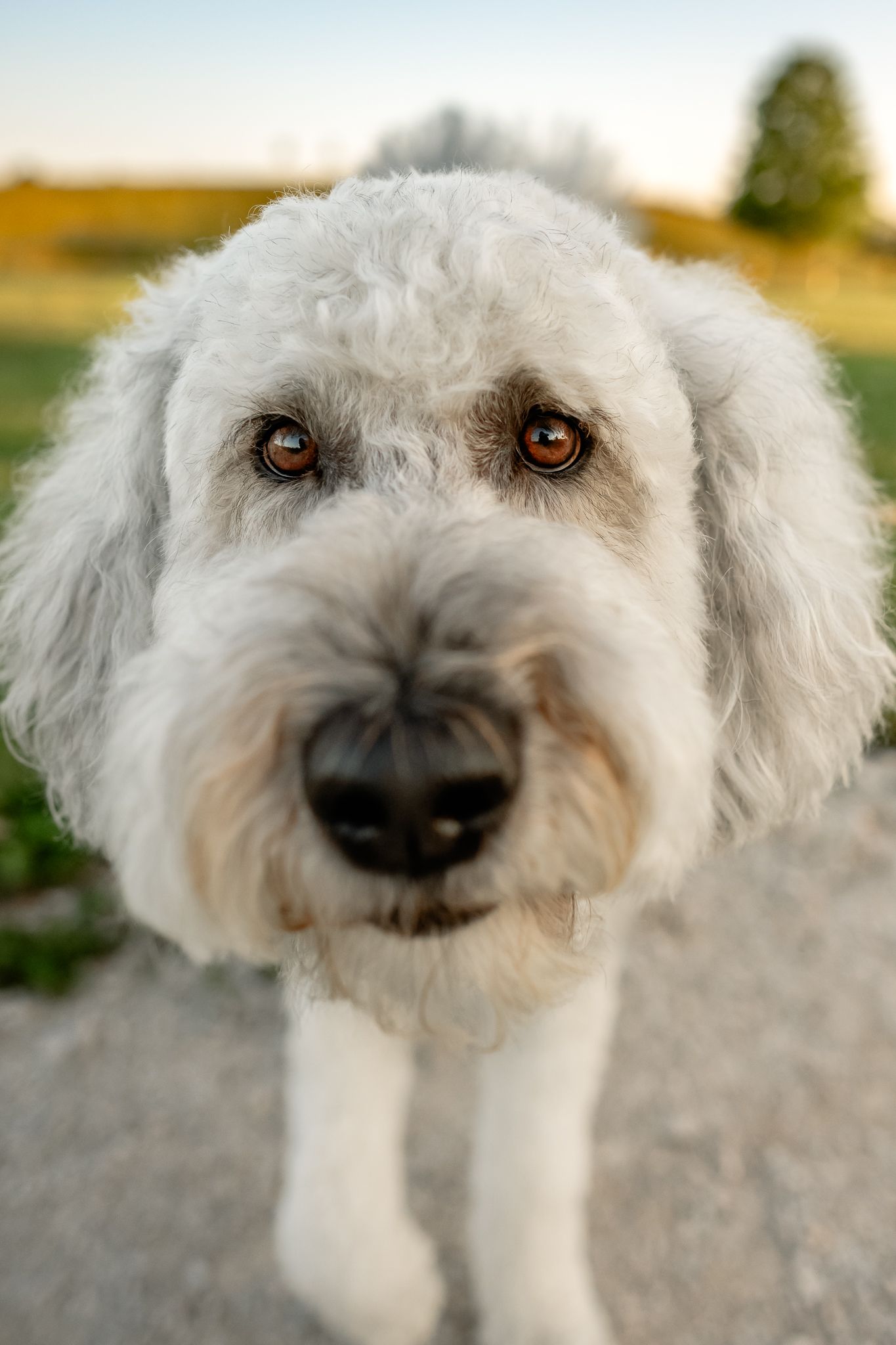 Close-up portrait of a fluffy white Sheepadoodle dog looking directly at the camera outdoors with Danville dog photographer, Sara House.