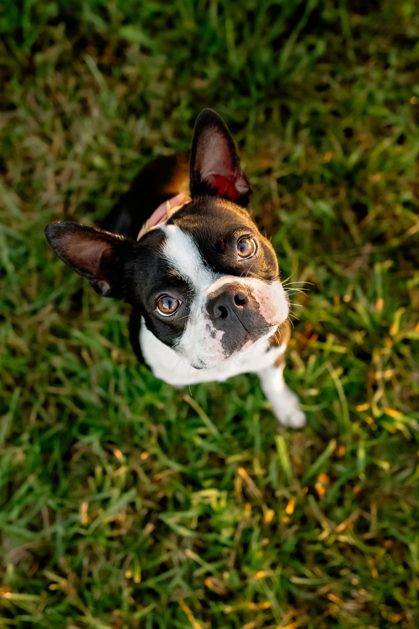 A cute Boston Terrier puppy sitting on green grass, looking up with big expressive eyes and perky ears.