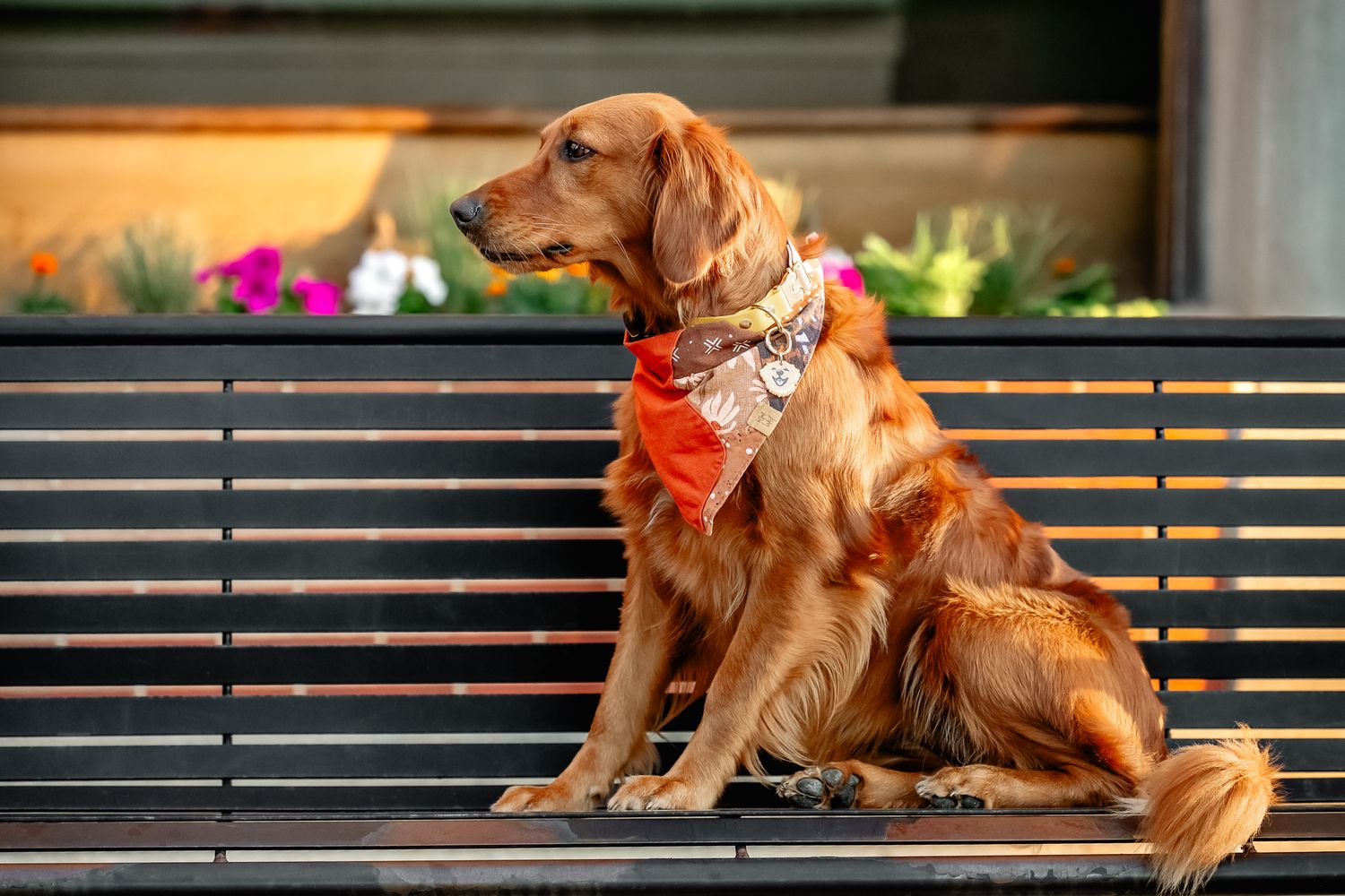 Golden retriever wearing orange bandana sits on a bench with flowers in background during dog photoshoot with Sara House Photography .