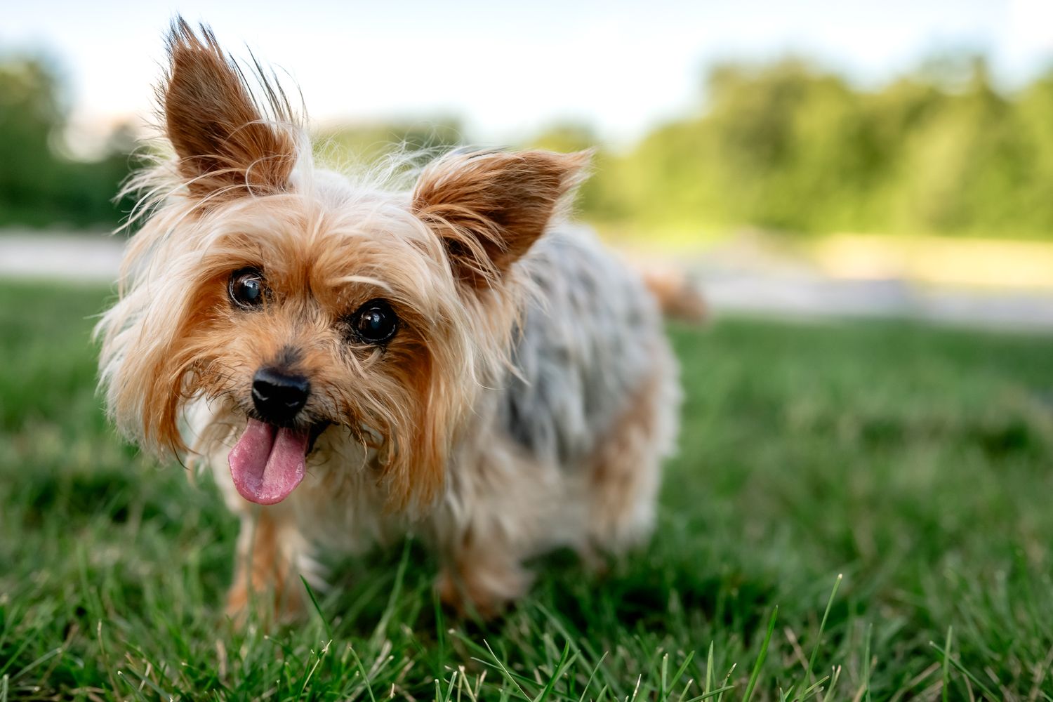 A happy Yorkie with tongue out stands on green grass in a sunny Avon, Indiana, park.