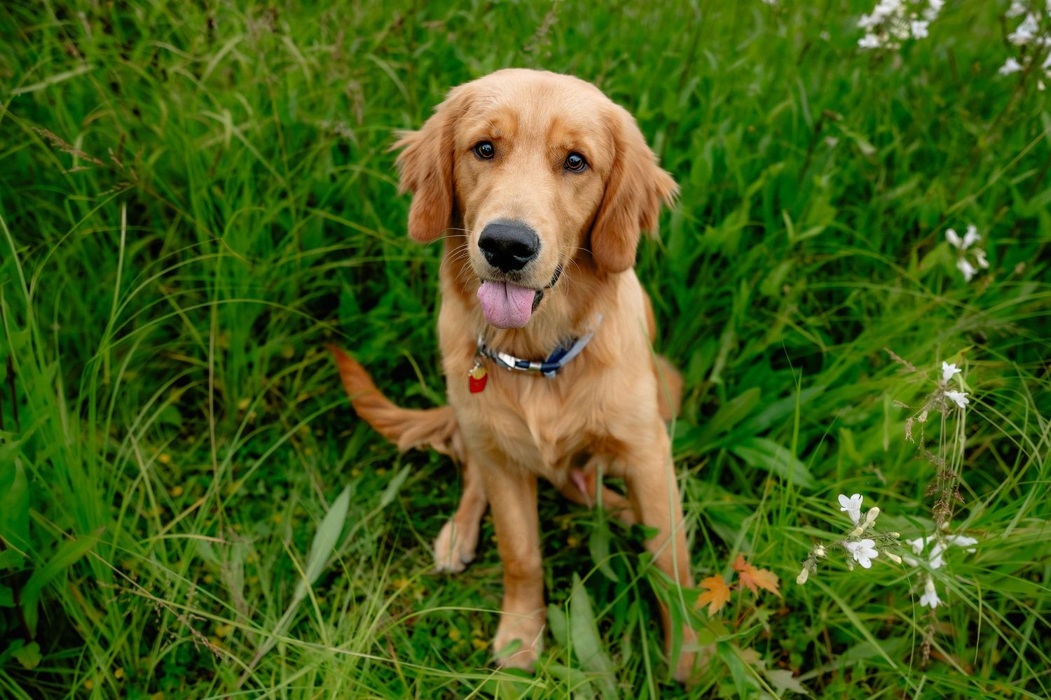 Happy golden retriever puppy sitting in lush green grass, with tongue out during session with Hendricks County Pet Photographer Sara House.