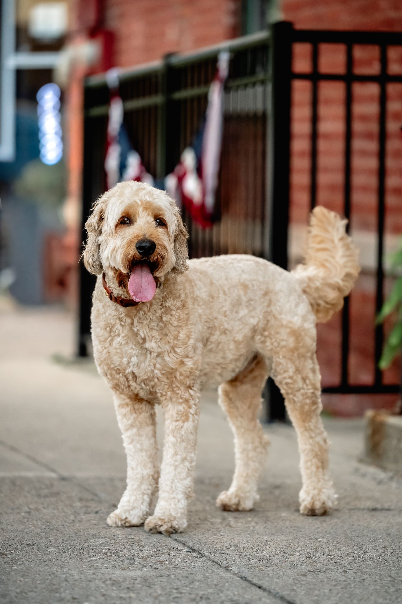 A fluffy goldendoodle stands on a Danville city sidewalk with tongue out, near a brick building with American flags.