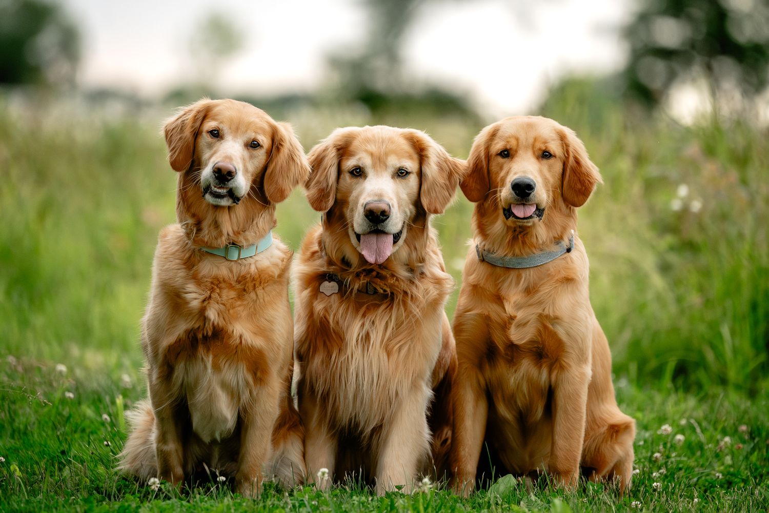 Three golden retrievers sitting together on green grass, wearing blue collars, posing outdoors in a lush field.