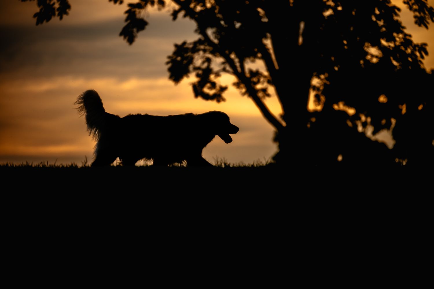 Silhouette of dog walking at sunset with a tree in the background against an orange sky in Plainfield,  Indiana with Sara House Photography.