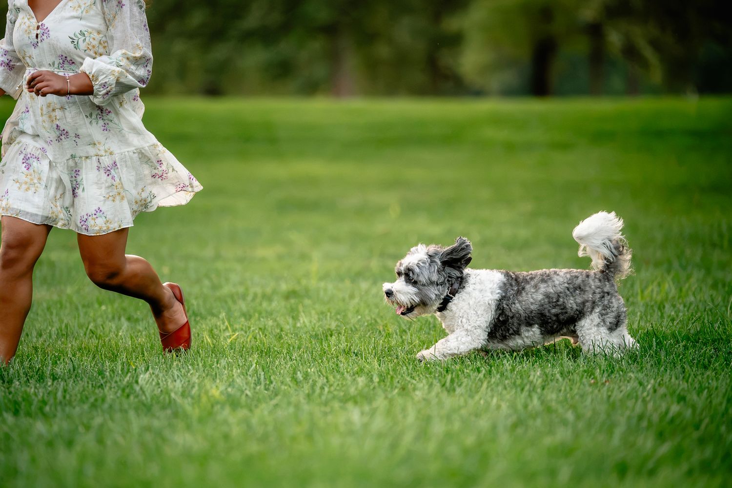 A fluffy gray and white mini bernedoodle runs playfully alongside woman in a floral dress during dog photoshoot in Plainfield, Indiana.