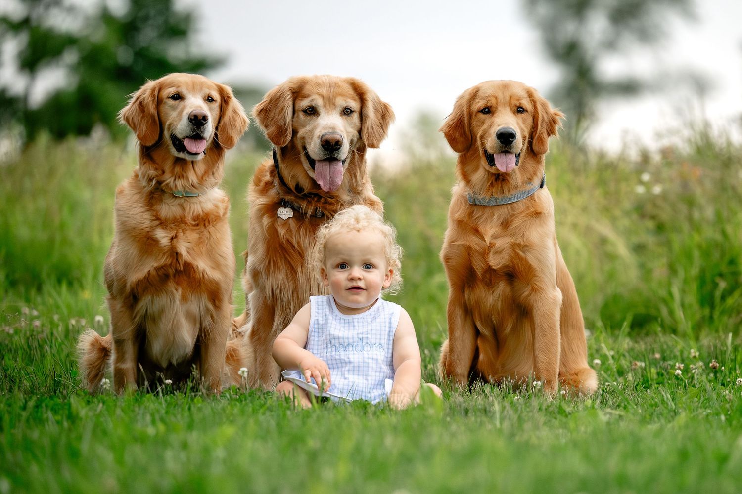 A smiling toddler sits in green grass surrounded by three golden retriever dogs in an outdoor field.