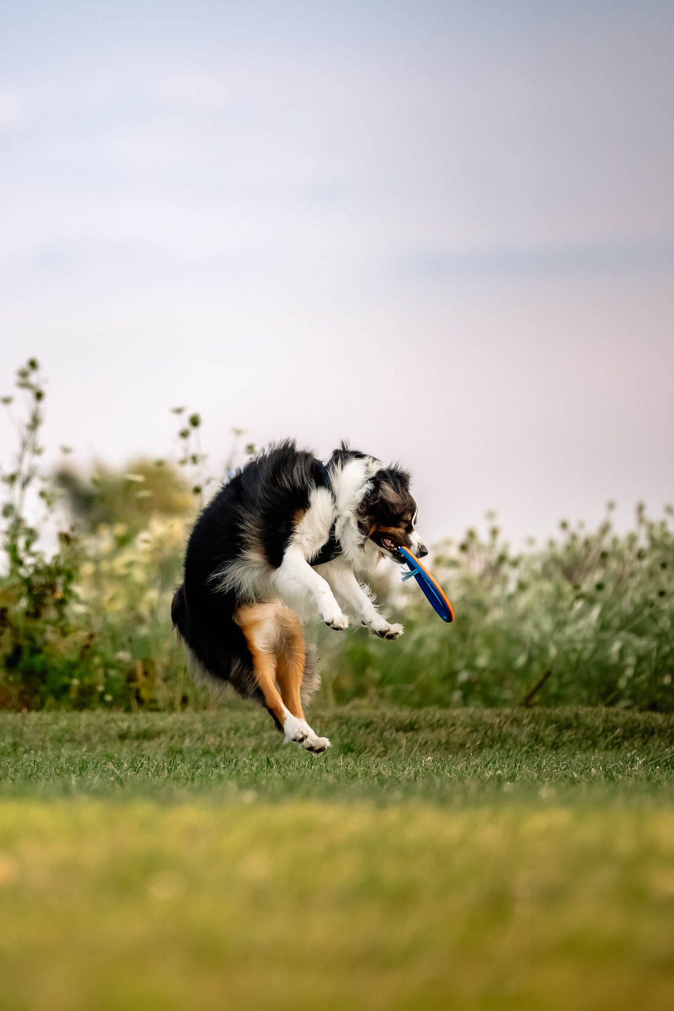 Australian Shepherd dog jumping mid-air catching a blue frisbee on a green lawn with wildflowers in the background in Hendricks County.