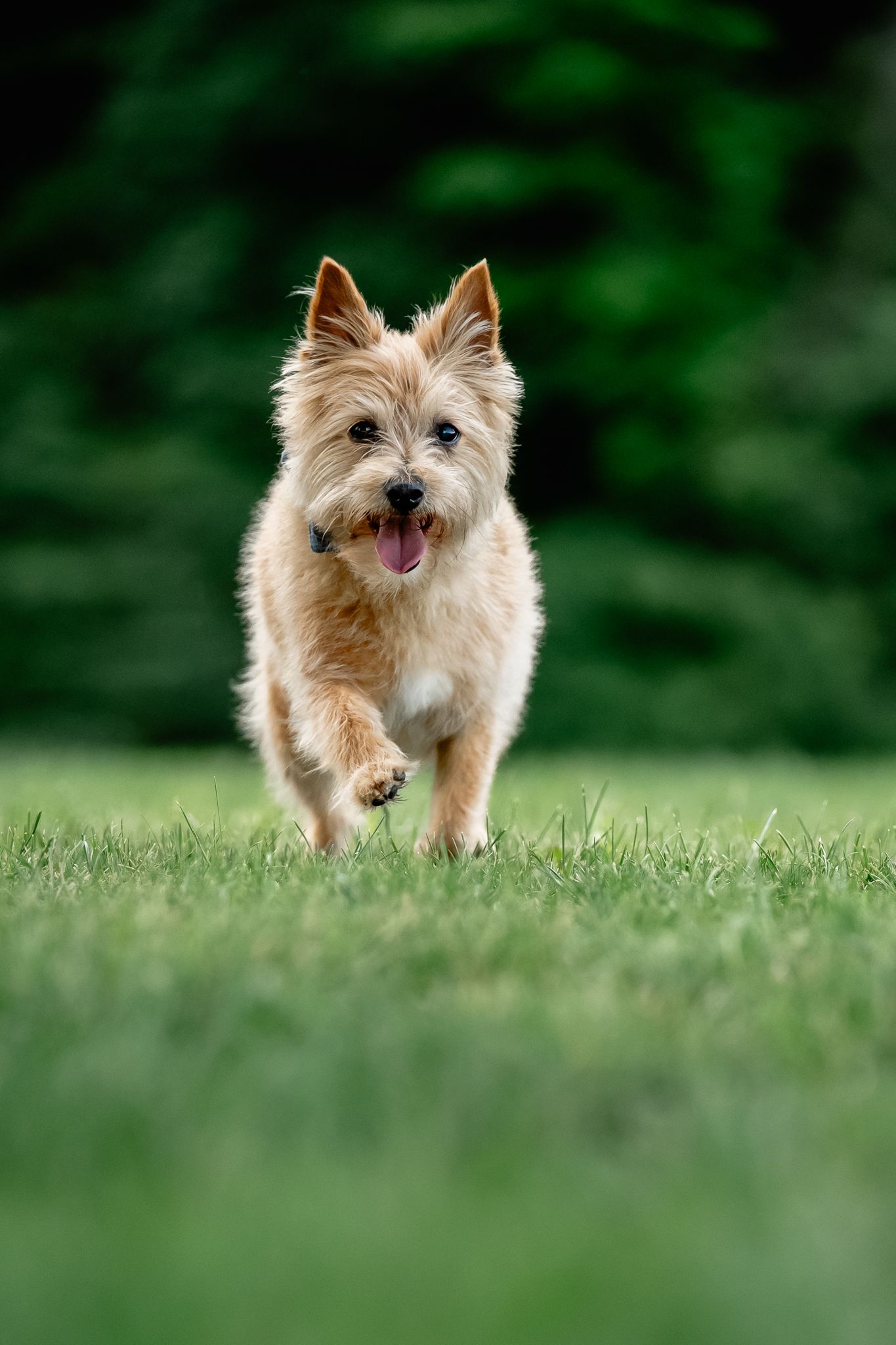 A fluffy tan Terrier mix runs joyfully across a lush green lawn with mouth open and one paw raised.