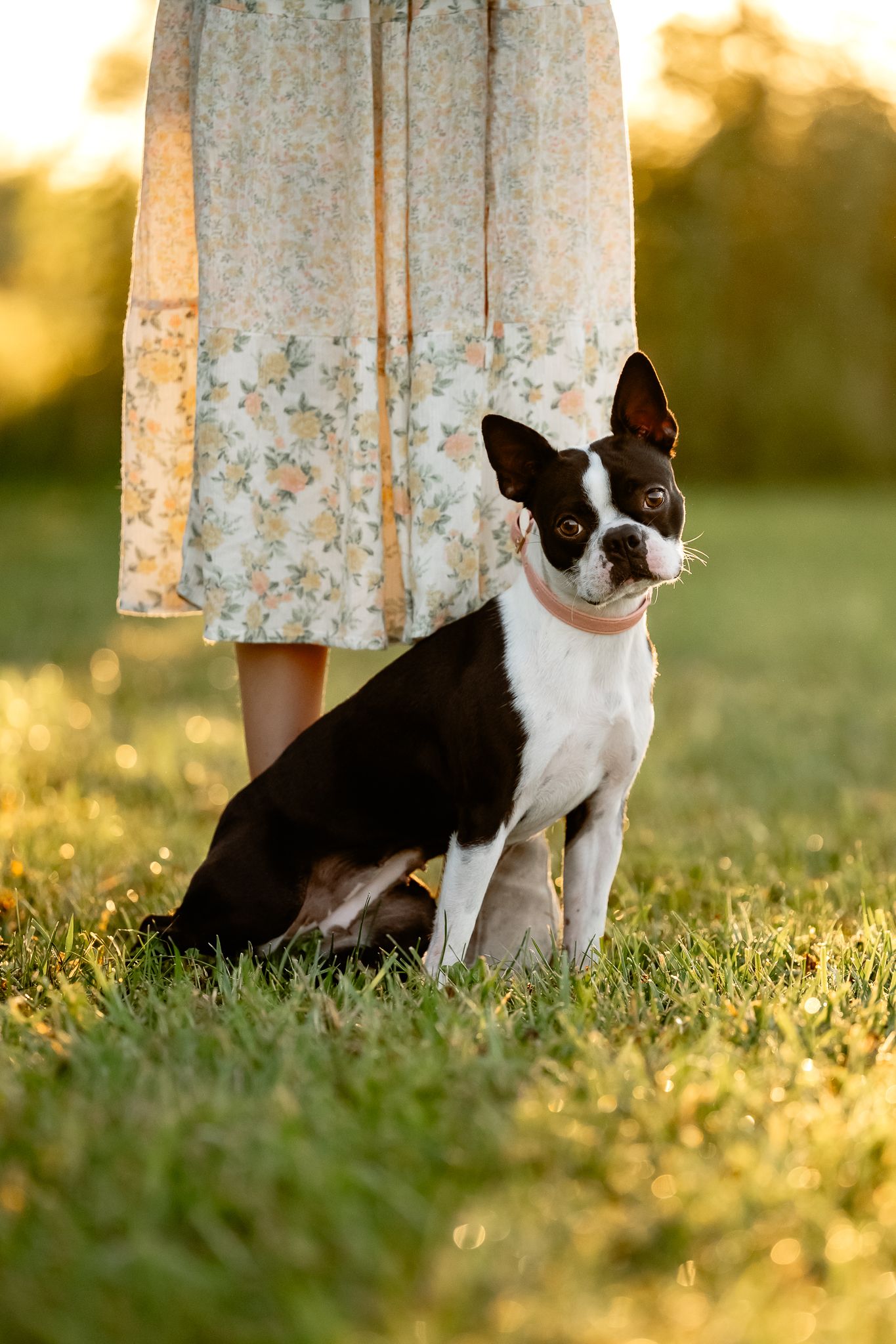 A Boston Terrier dog sits obediently on green grass beside a woman in a floral dress during sunrise dog session in Plainfield, Indiana.