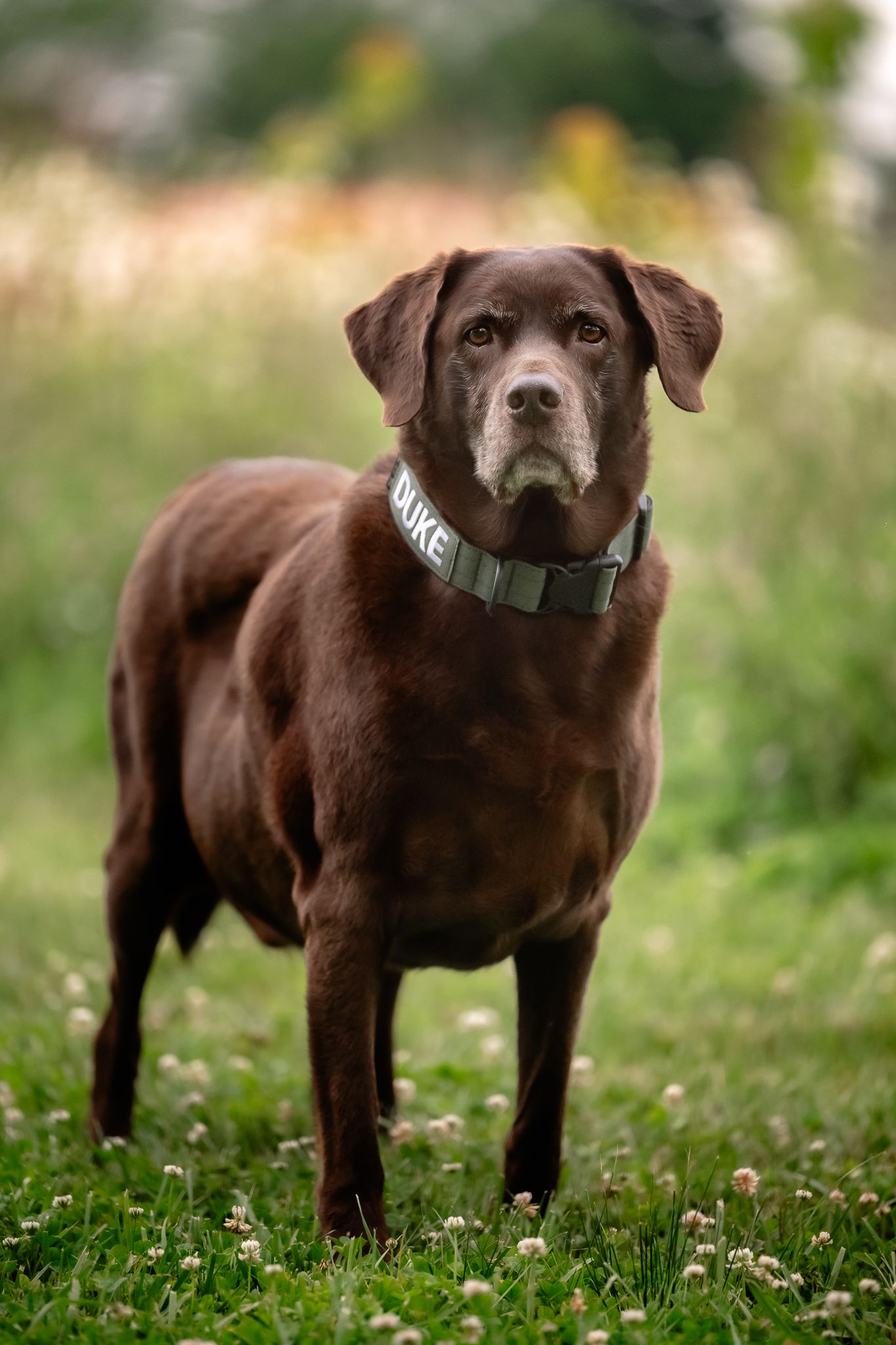 Chocolate Labrador Retriever named Duke standing in green grass field wearing a personalized collar, looking directly at camera.