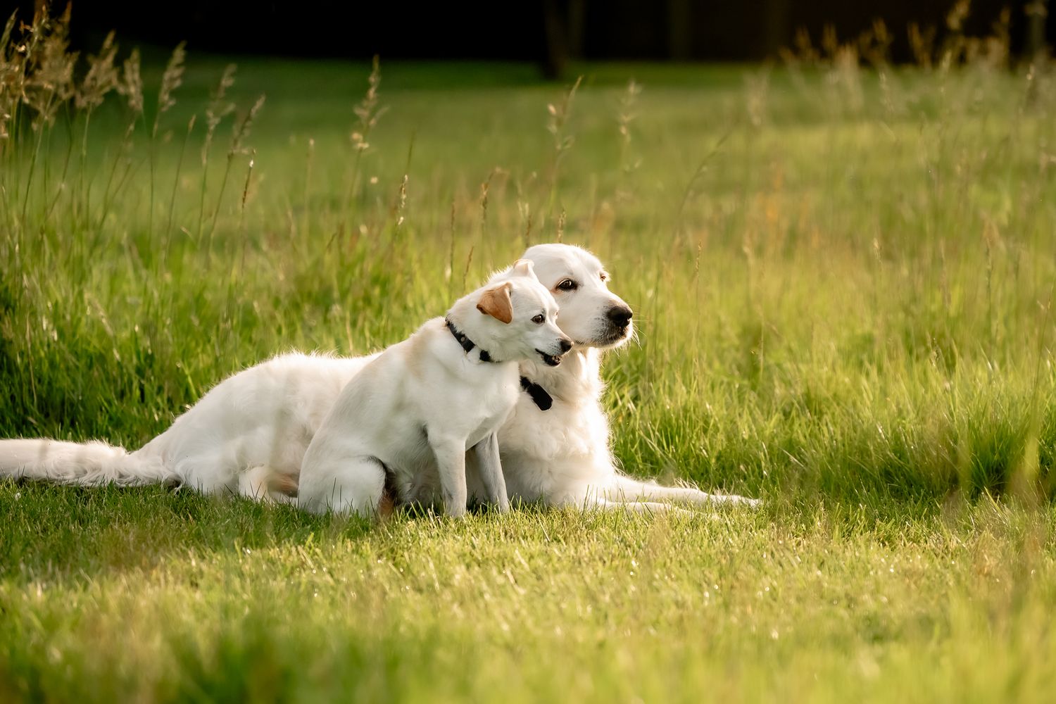 Two white Labrador dogs sitting together in lush green grass field on a sunny day.