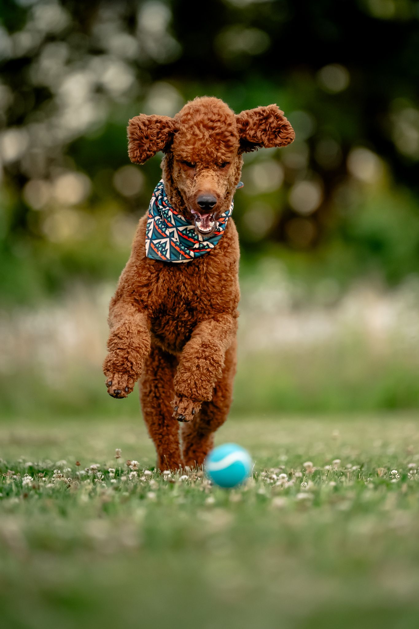 A curly red standard poodle wearing a bandana chases a blue ball across a green grassy field.