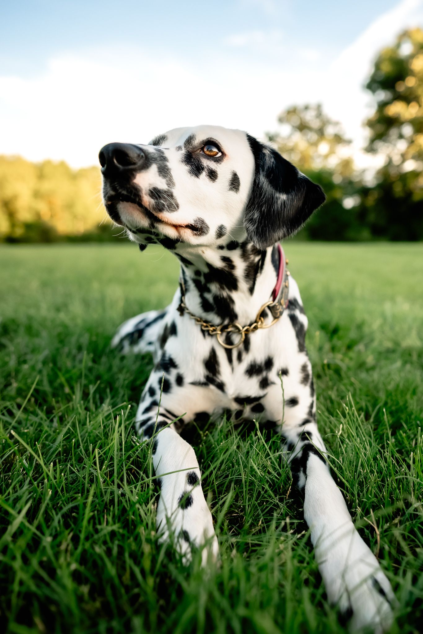 A Dalmatian dog with black spots and a red collar lying in lush green grass outdoors on a sunny day.