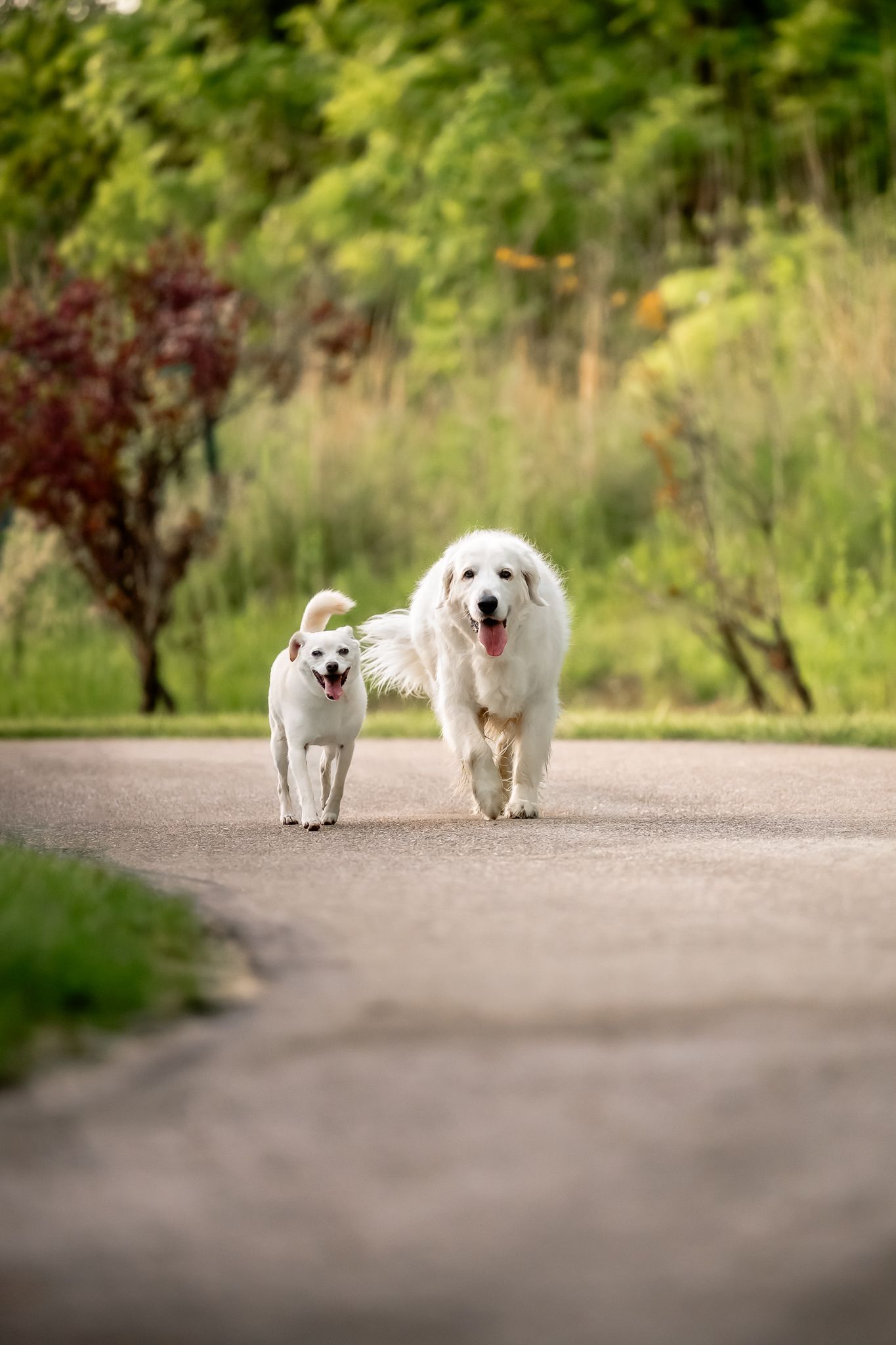 Two happy white dogs running together on a paved path surrounded by lush green trees and grass.