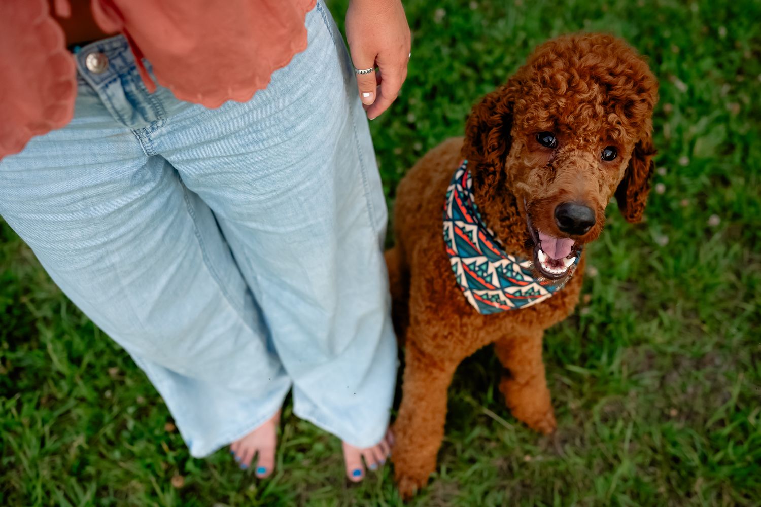 A fluffy red standard poodle wearing a bandana sits on grass beside a person in light blue jeans.