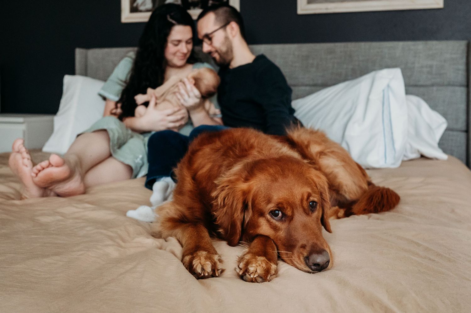 A brown dog lies on a bed while a couple cuddles in soft focus in the background.