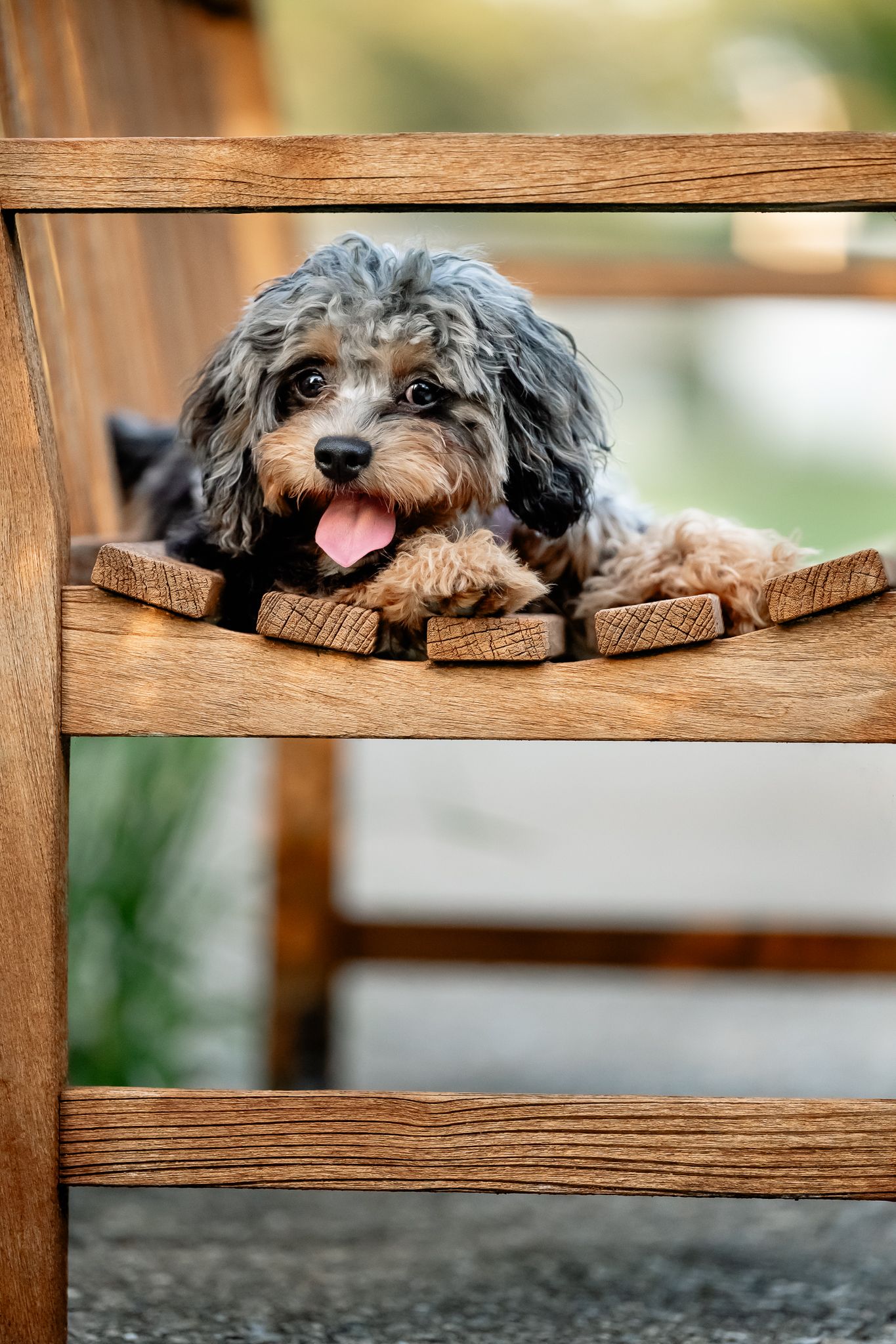 Fluffy Cavapoo puppy resting on wooden chair slats with tongue out, looking adorable and playful outdoors in Plainfield park.