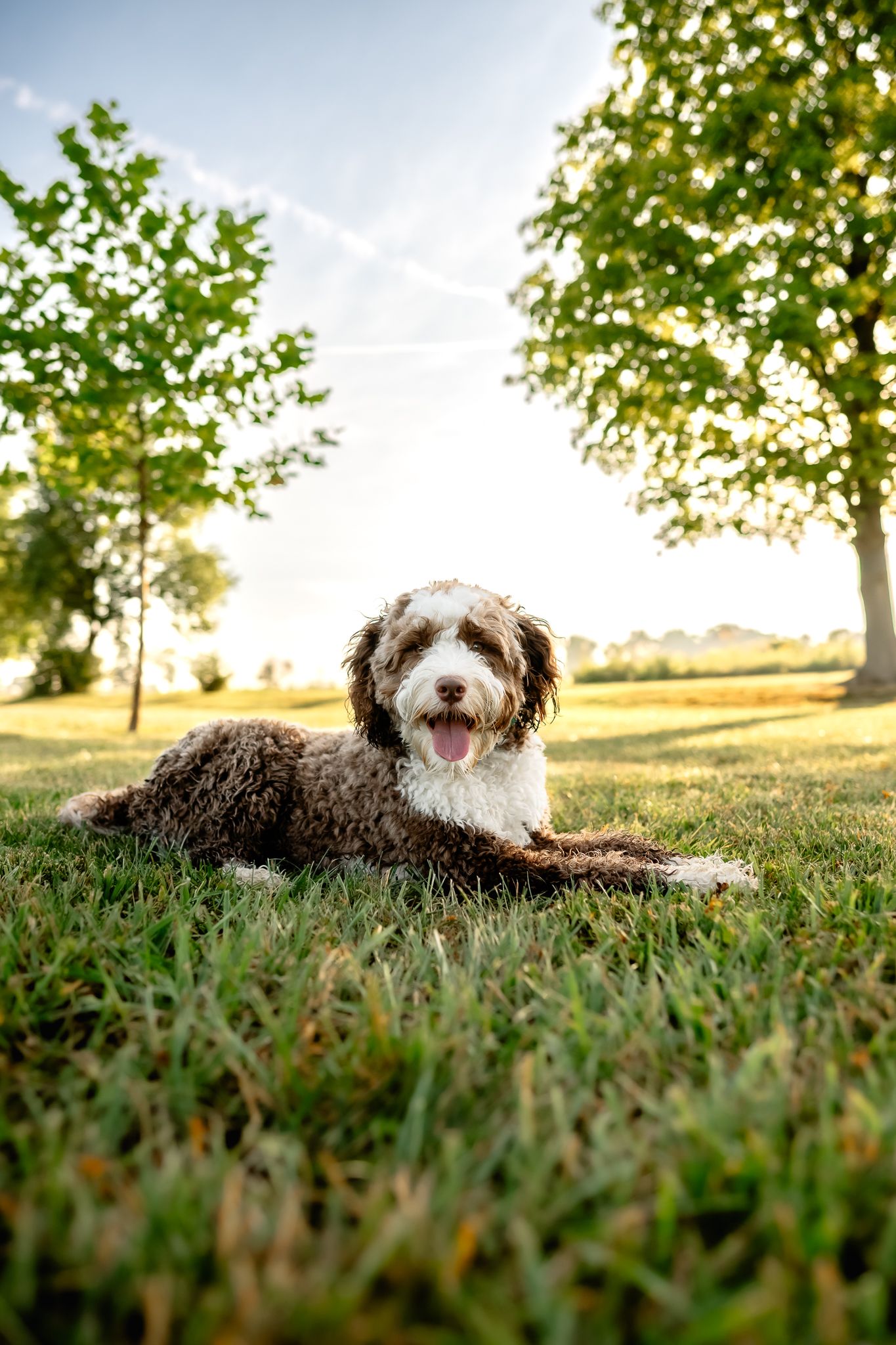 Australian Labradoodle lying on green grass in a sunny Danville, Indiana, park during dog photoshoot with Sara House Photography.