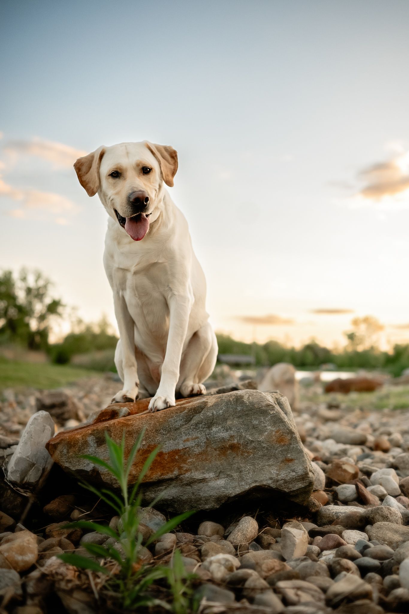 Yellow Labrador Retriever sitting on a rock at sunset, tongue out, surrounded by pebbles with a colorful sky backdrop.