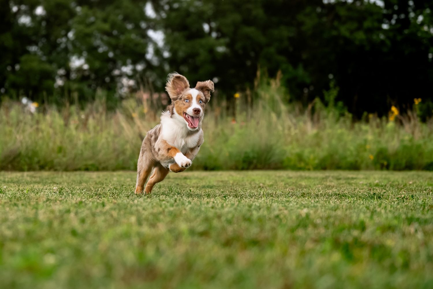 A playful mini Australian Shepherd puppy runs joyfully across a lush green grass field with trees in the background in Plainfield, Indiana.