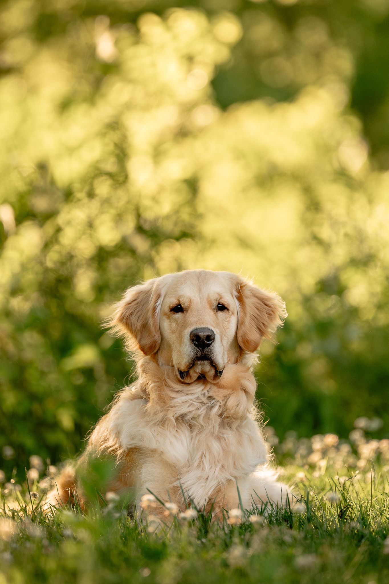 Golden Retriever dog sitting in green grass with sunlit bokeh foliage background outdoors.