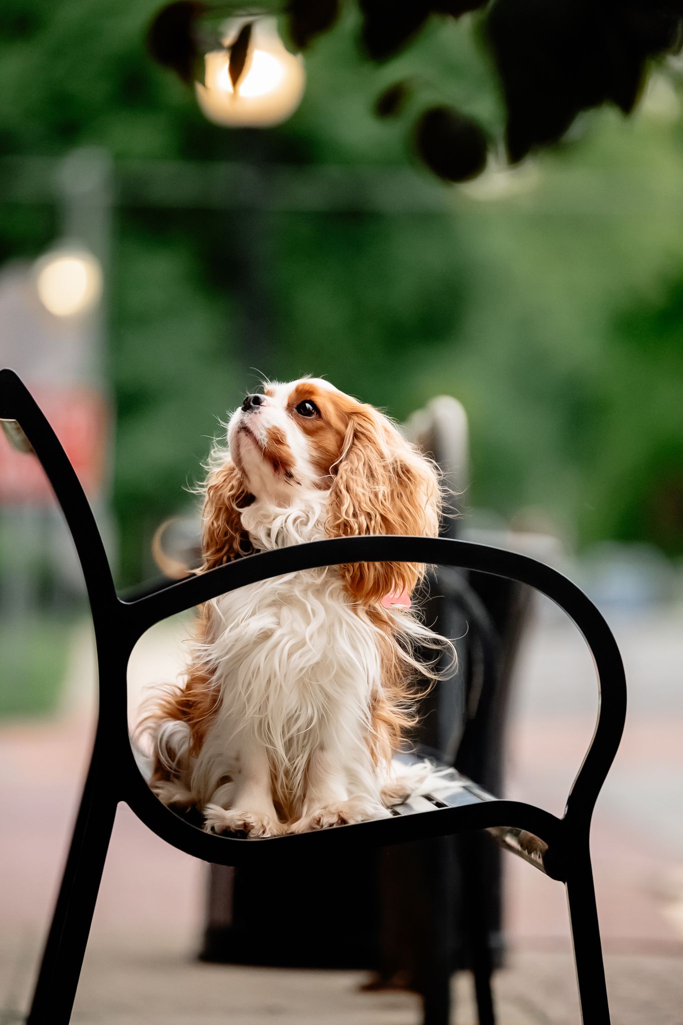 Cavalier King Charles Spaniel sitting on a black park bench, looking up with flowing fur during Hendricks County dog photo session.