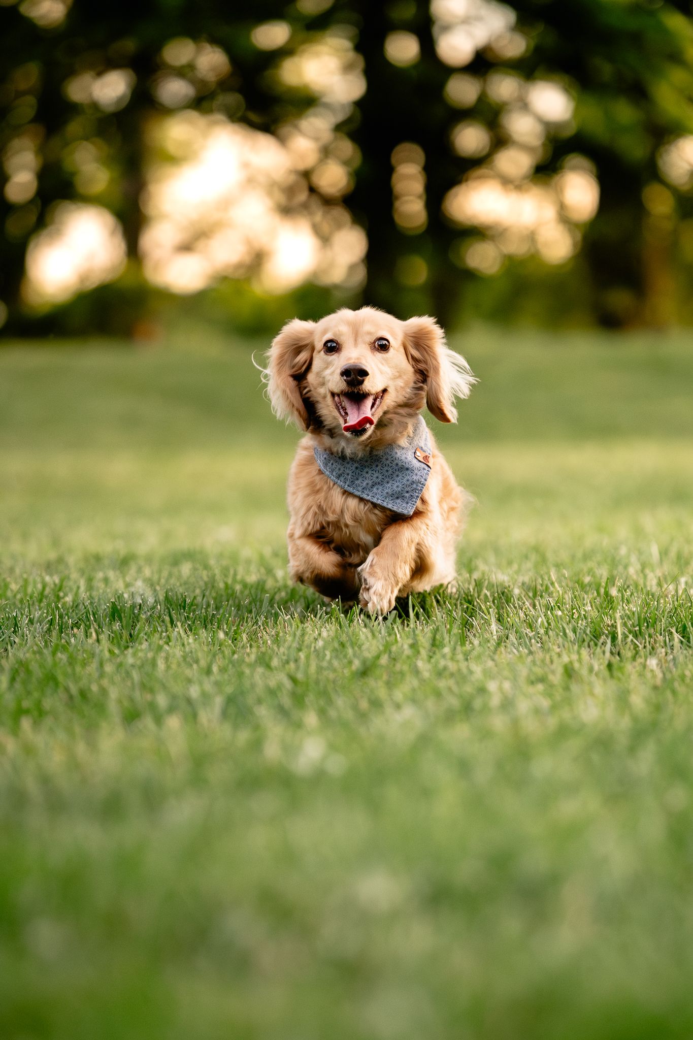 A happy golden Dachshund wearing a blue bandana runs playfully across a lush green park lawn at sunset.