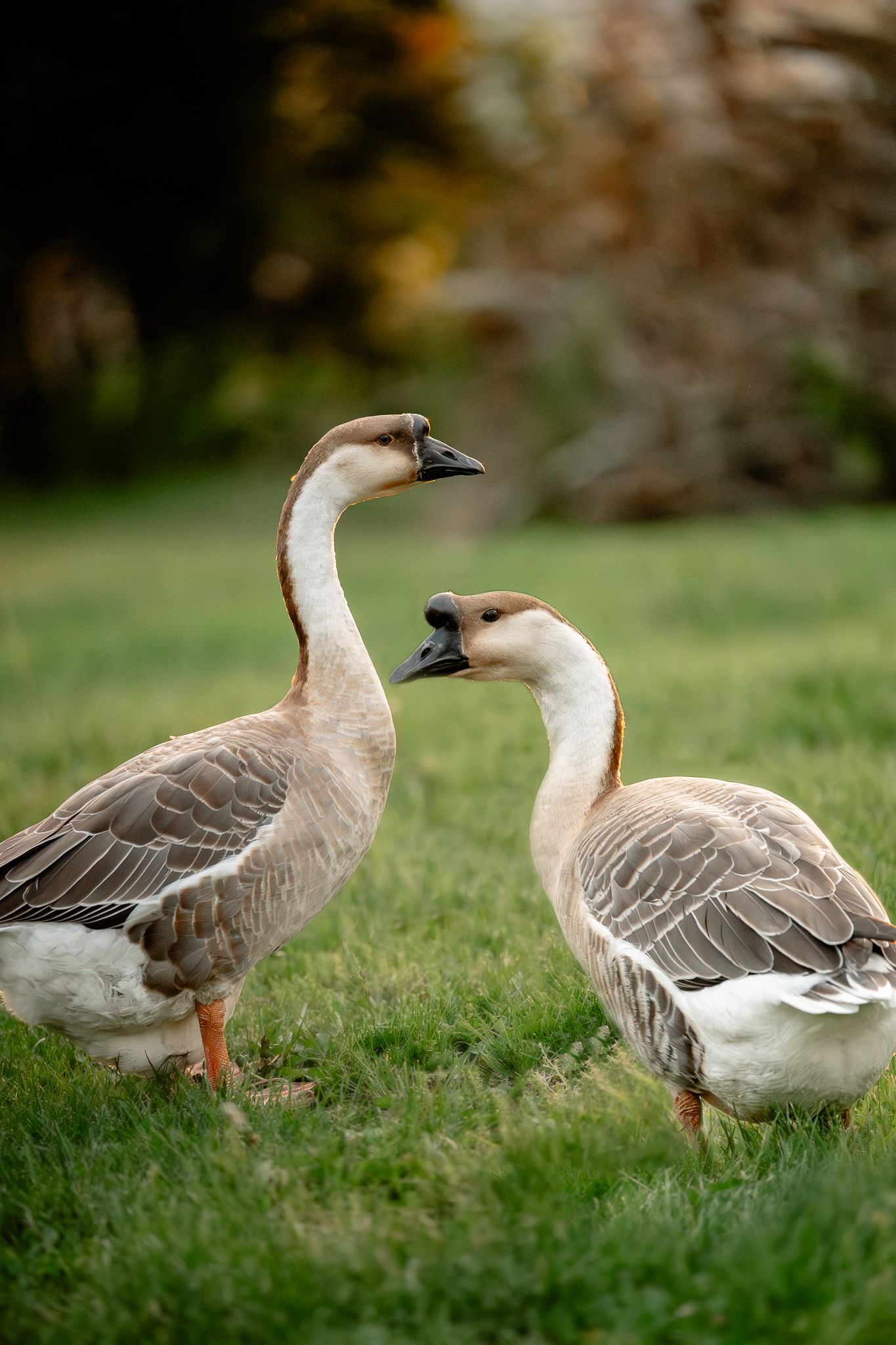 Two geese facing each other on lush green grass during Zionsville photoshoot.