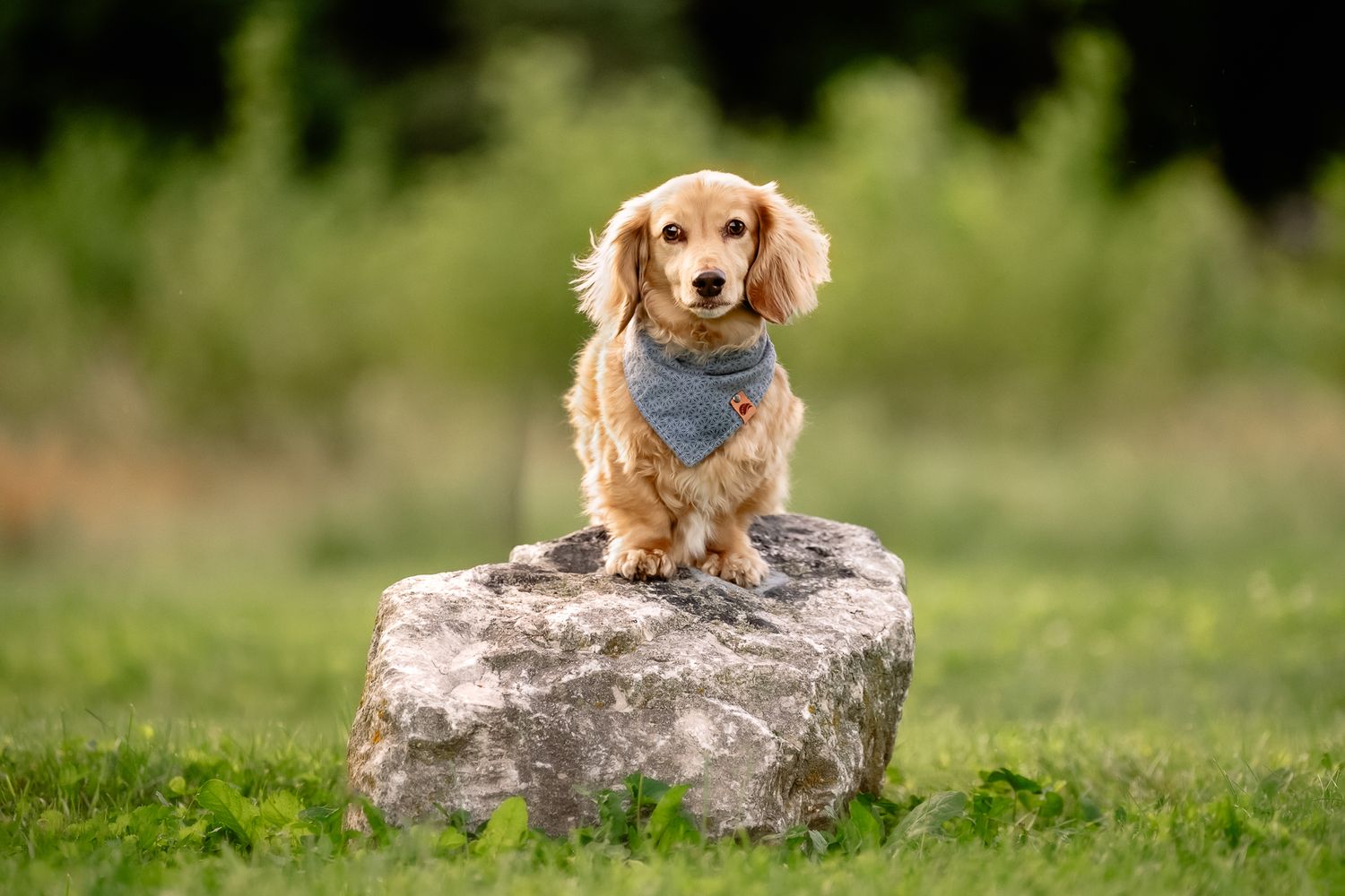 A golden long-haired Dachshund wearing a blue bandana stands proudly on a rock in a lush green park.