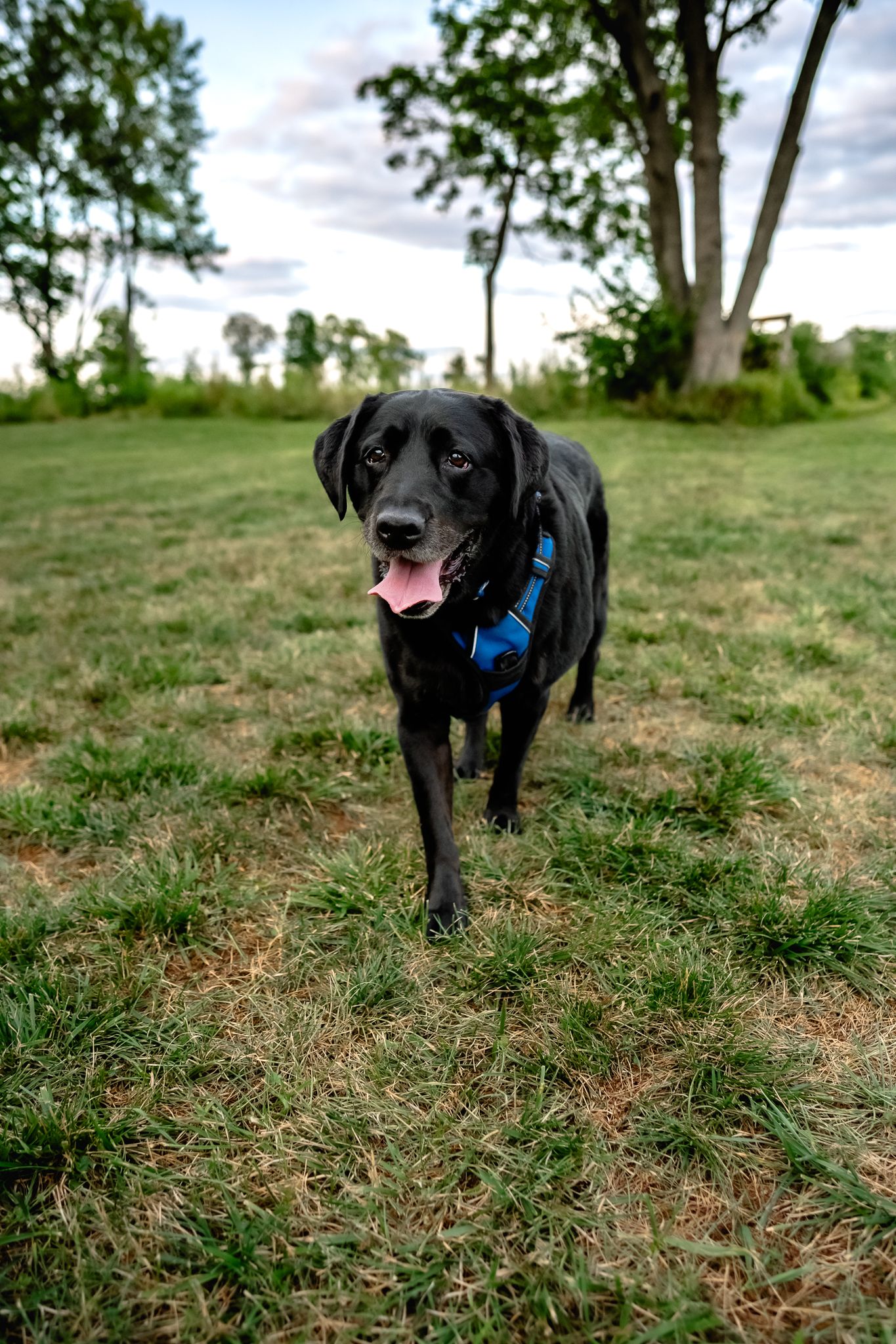 English Black Labrador wearing blue harness walks across a grassy Danville, Indiana park with tongue out and trees in the background.