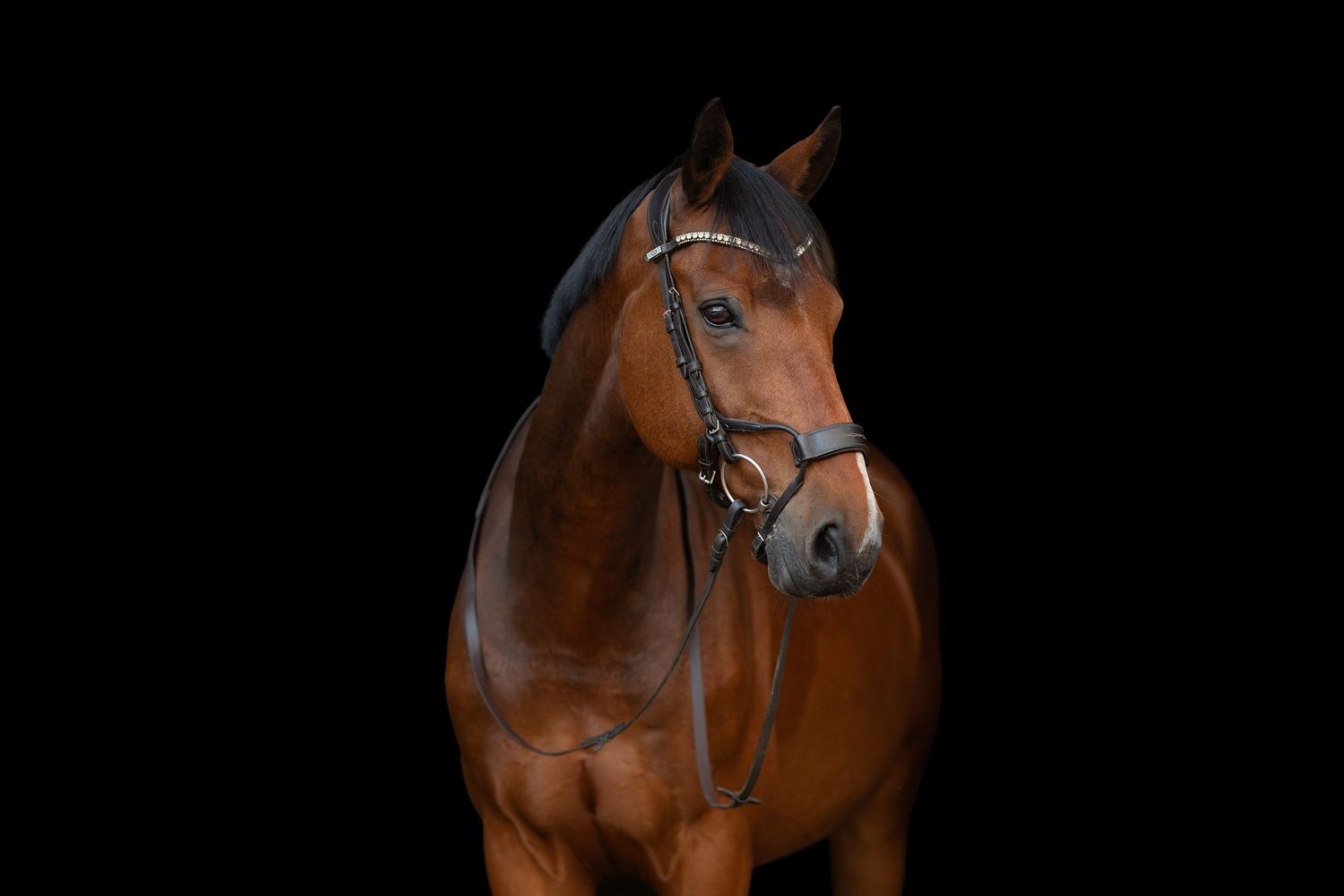 quatro ośrodek jeździecki pobiedziska sesja zdjęciowa z koniem konna Martyna i indygo konie Horses eqeuetsrian paulina Bodych fotografia