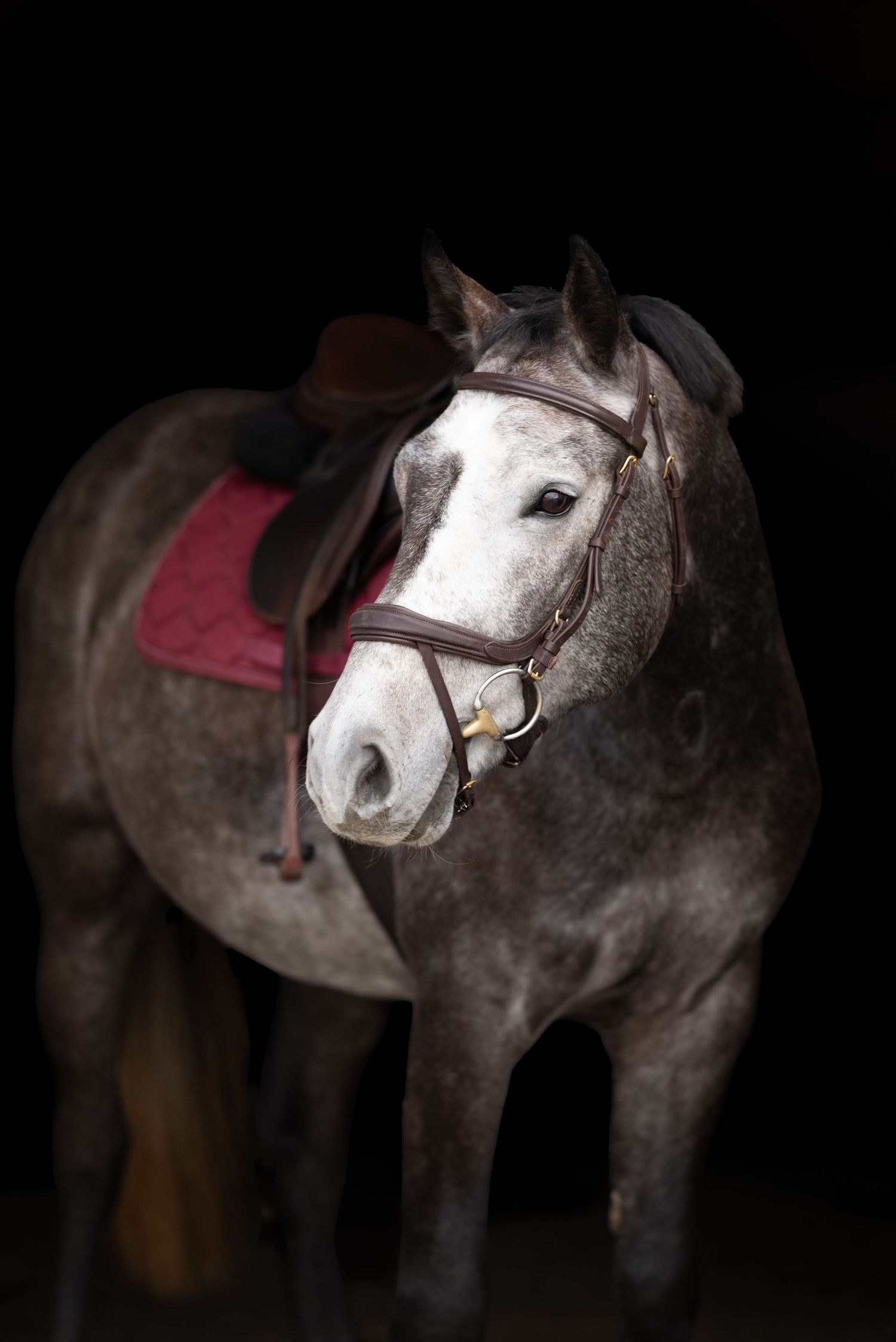 sesja zdjęciowa z koniem fotograf poznań sesja konna paulina bodych fotografia stajnia otusz stajnie otuskie equestrian photo shoot equine