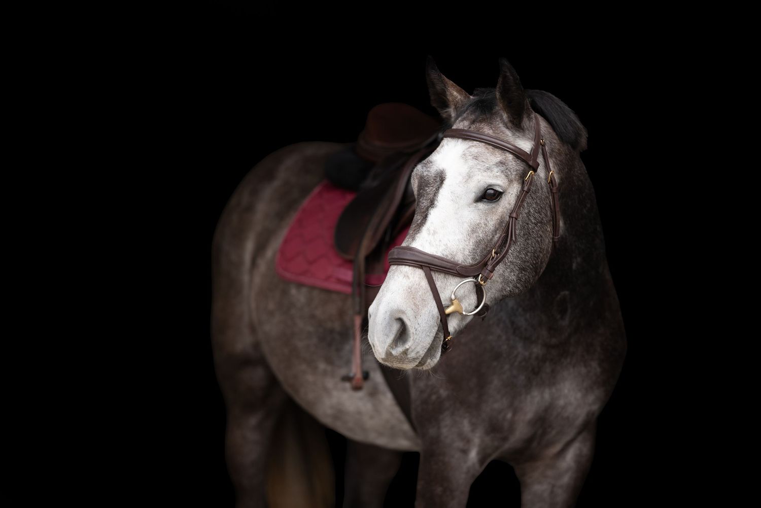 sesja zdjęciowa z koniem fotograf poznań sesja konna paulina bodych fotografia stajnia otusz stajnie otuskie equestrian photo shoot equine