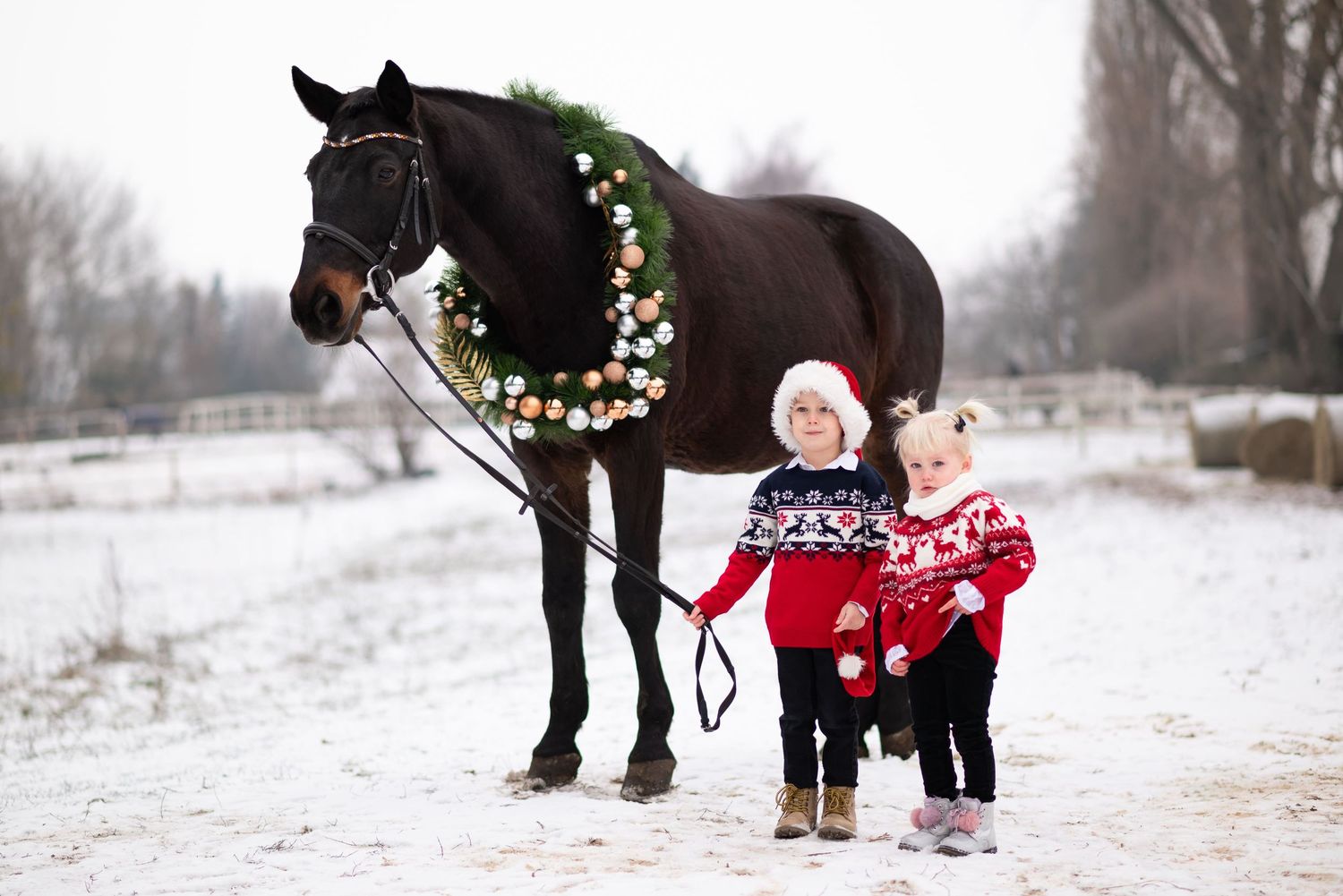sesja zdjęciowa z koniem zimowa w śniegu mini sesja konna stajnia poznań atrium paulina Bodych fotograf konne koń konie swarzędz świąteczne