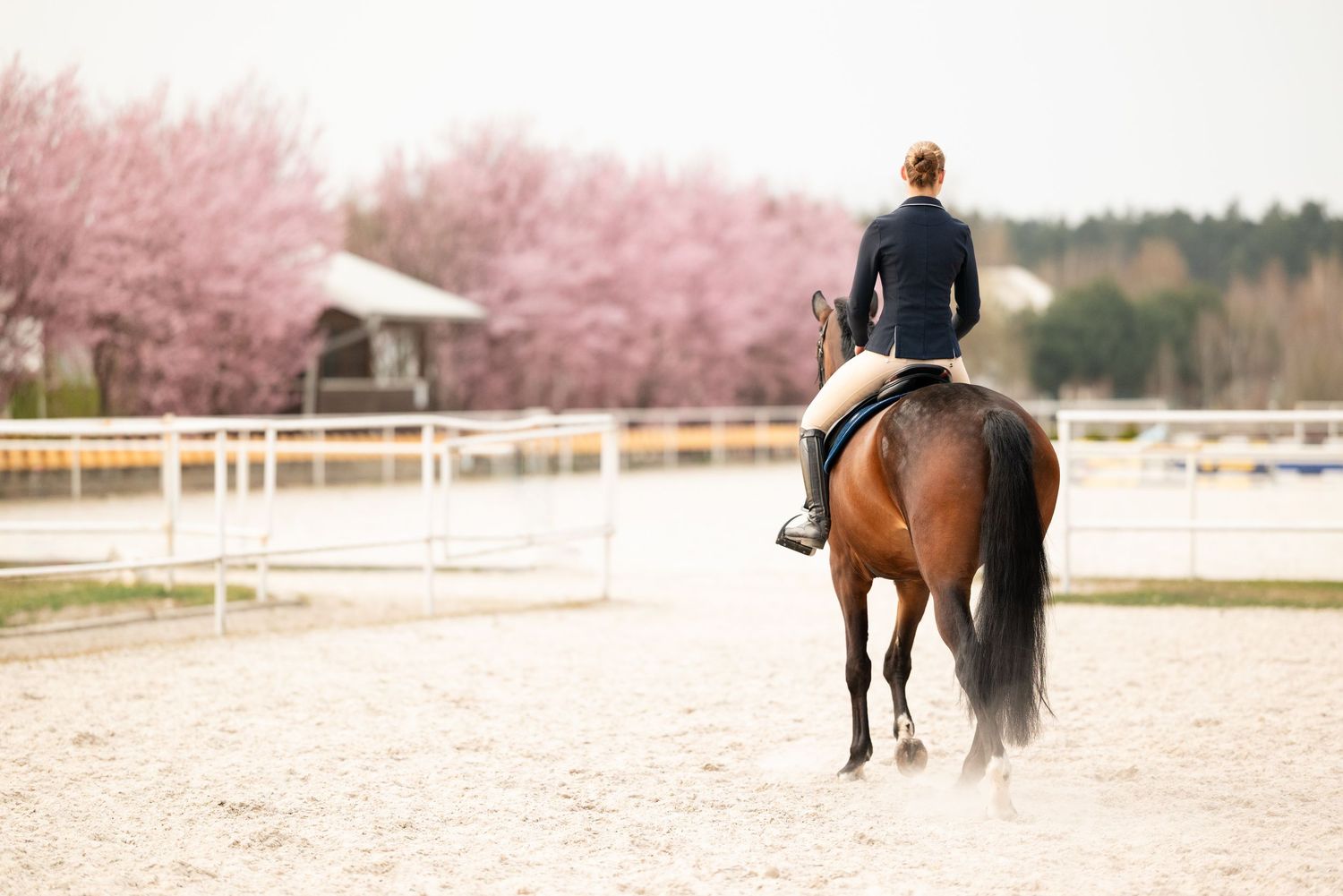 sesja zdjęciowa z koniem Julia parda klub jeździecki Agro handel olsza Śrem fotograf jeździecki konny paulina Bodych zdjęcia koni equestrian