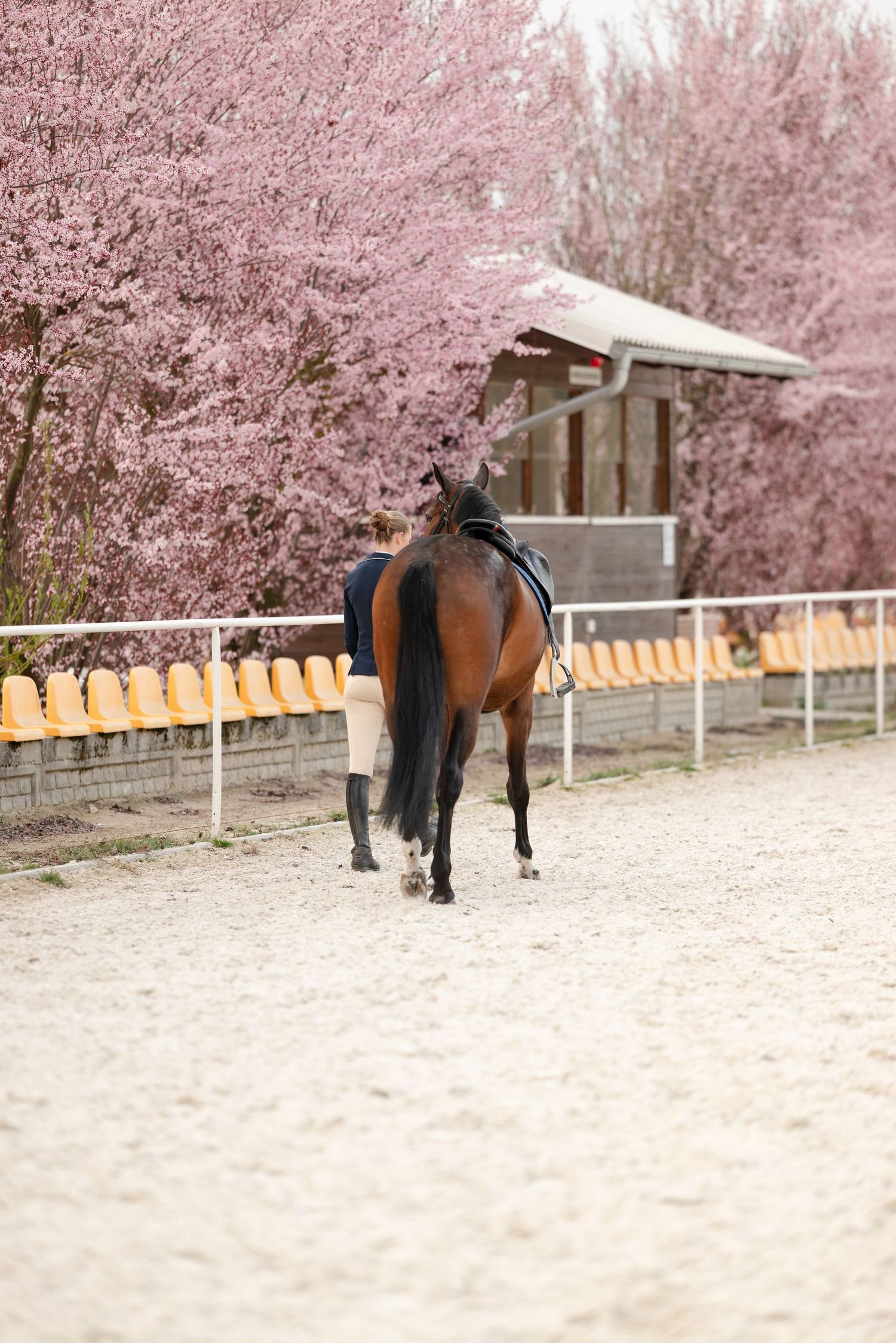 Rider on bay horse walks past blooming pink cherry trees in sandy arena.
