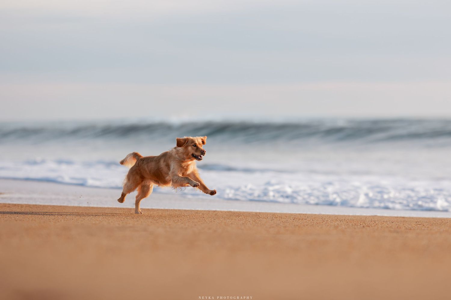 Chiens qui court à la mer