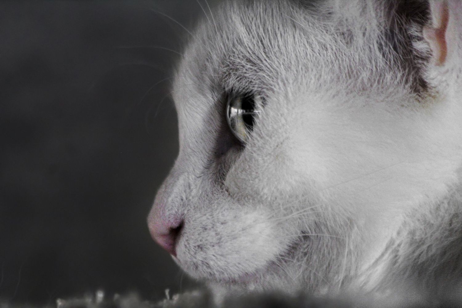 Regard d'un chat