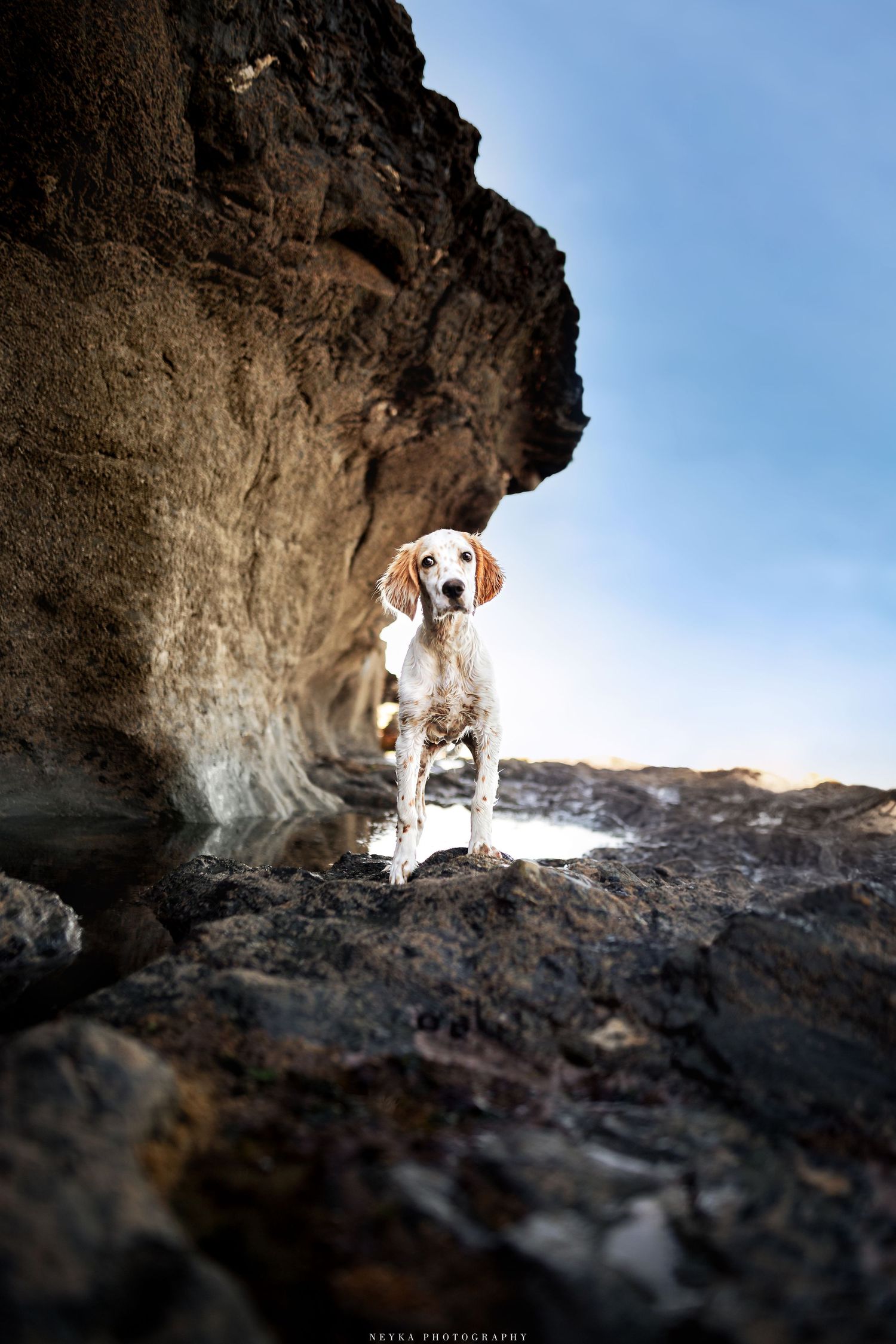 Setter Anglais dans les criques