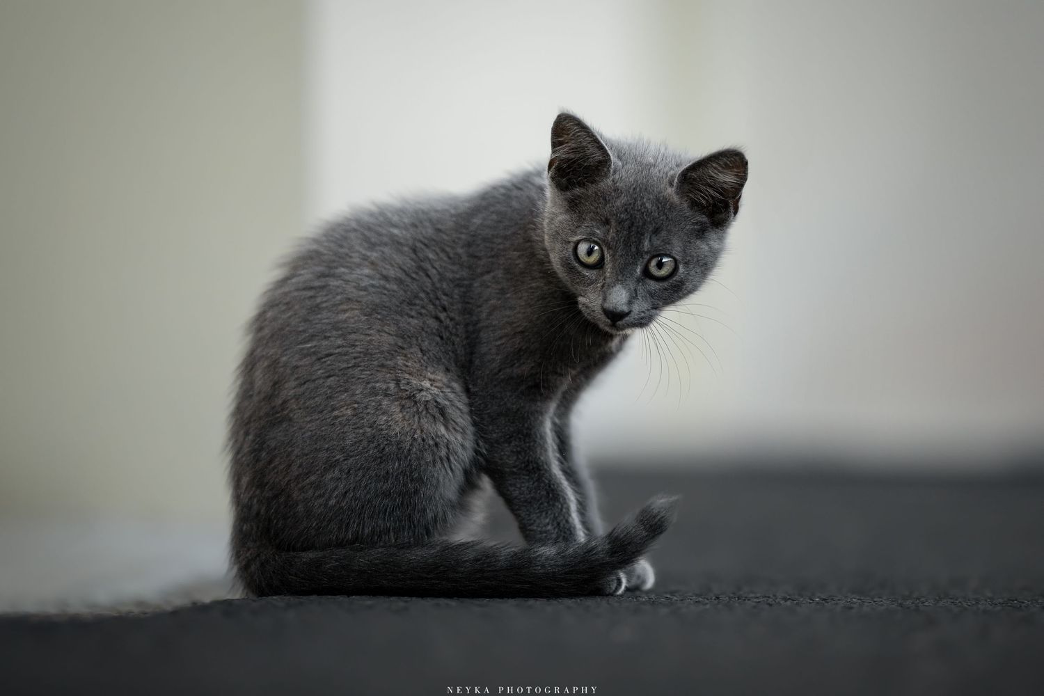 Chaton