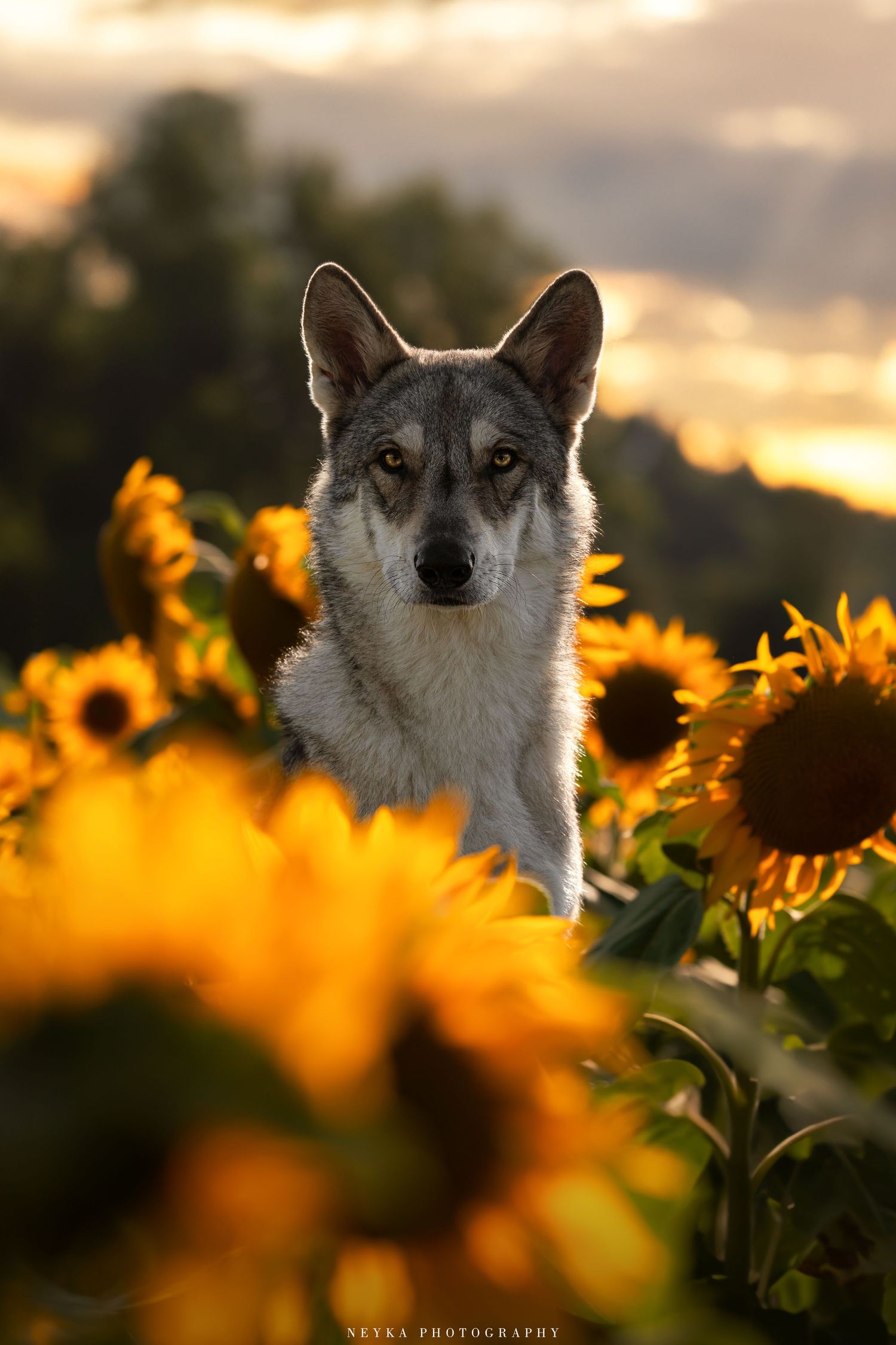 Chien Loup dans les tournesols