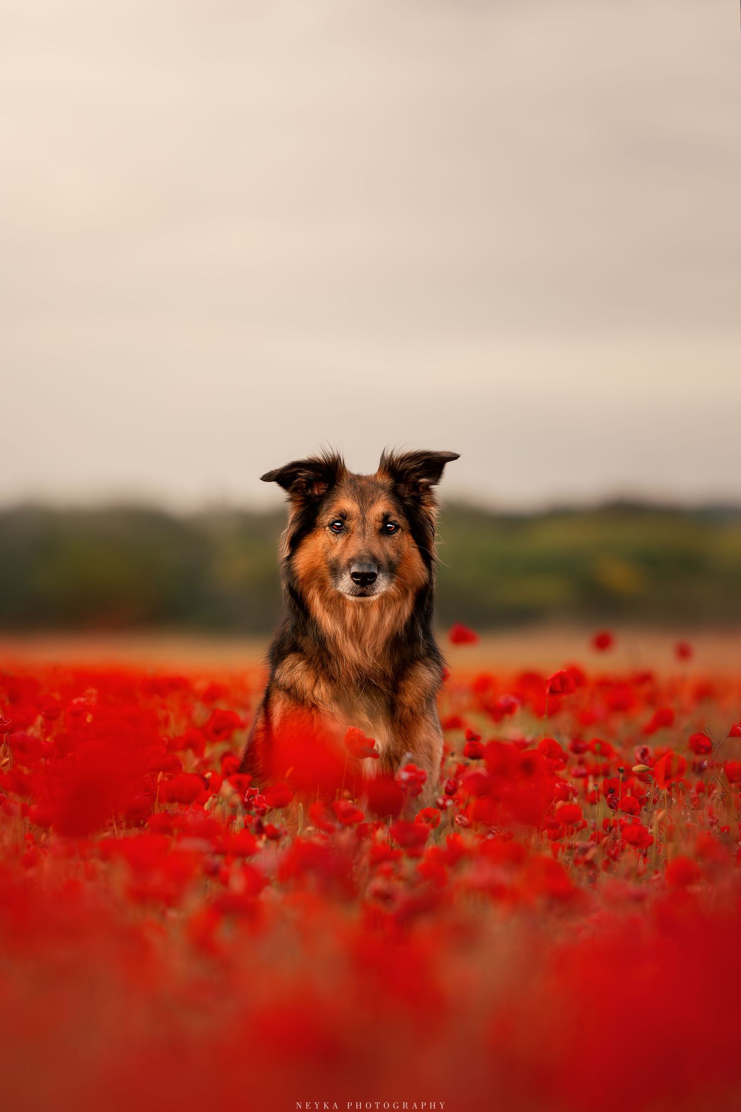 Chien dans les coquelicots