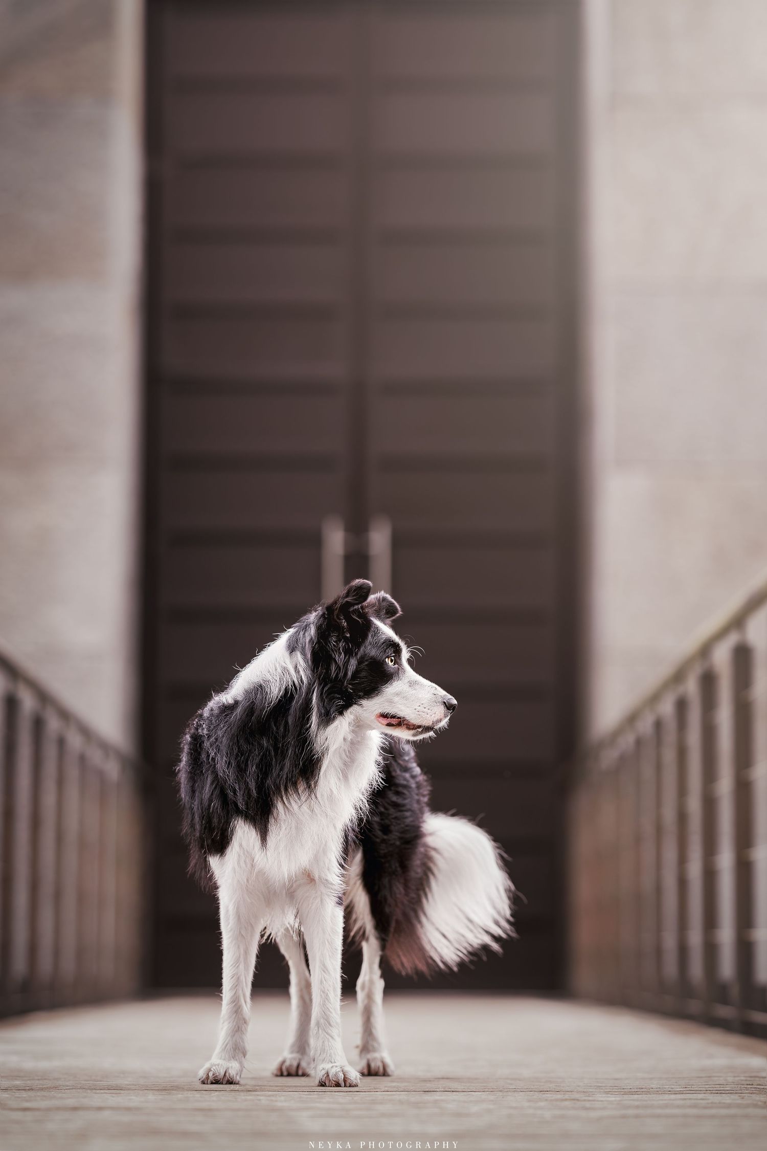 Chien devant Mémorial de la Vendée