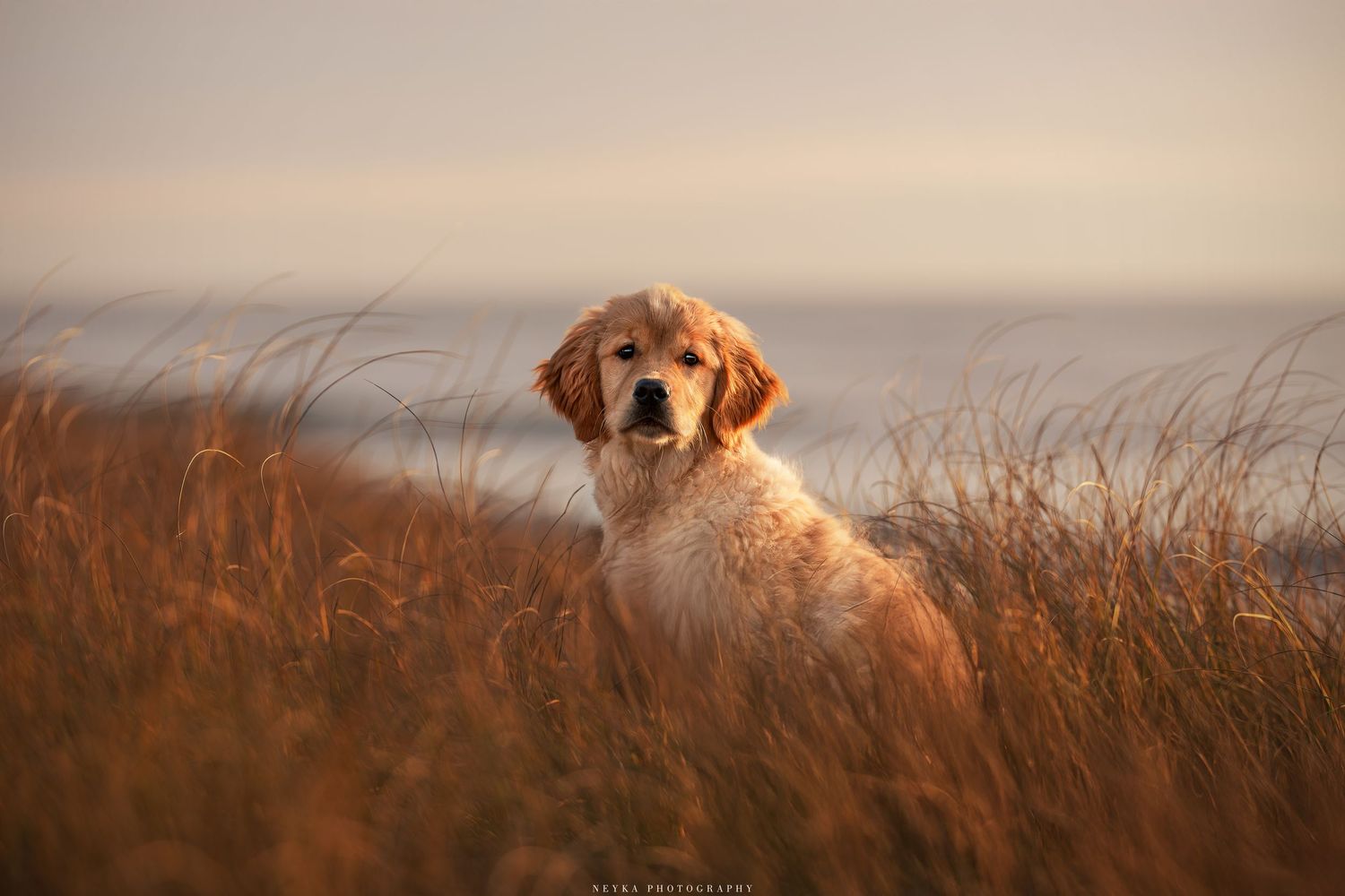 Chiot dans les dunes