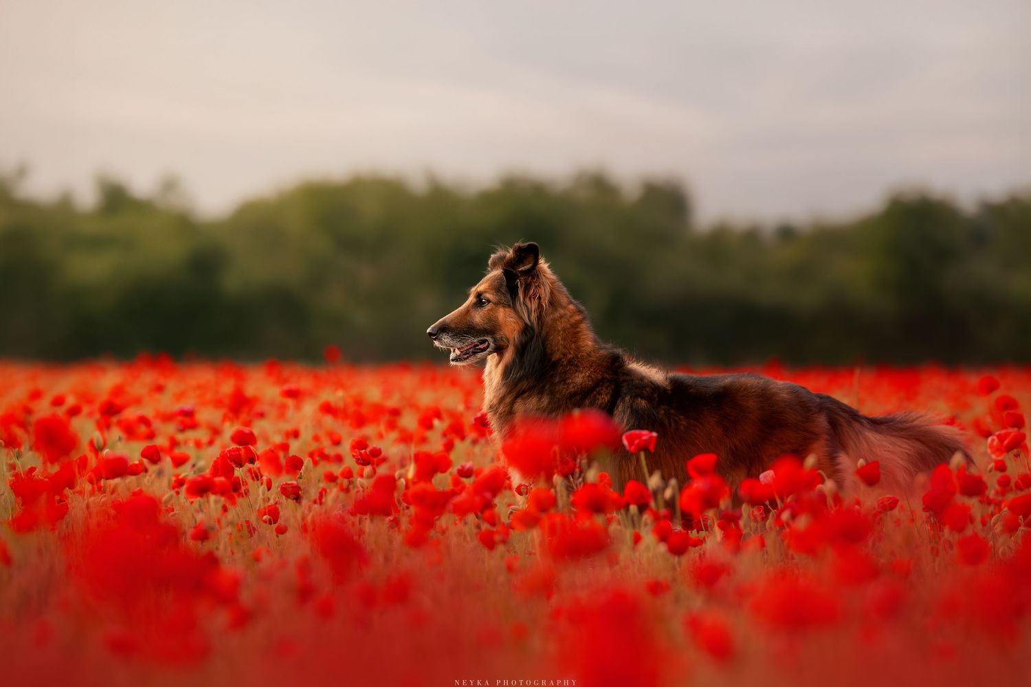 Border collie croisé Malinois parmi les coquelicots