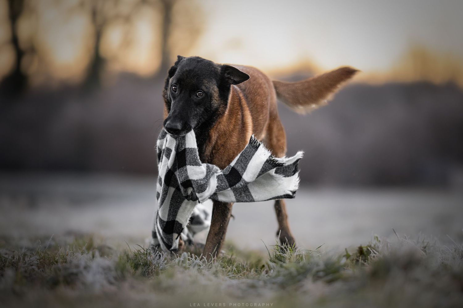 Malinois Levé de soleil